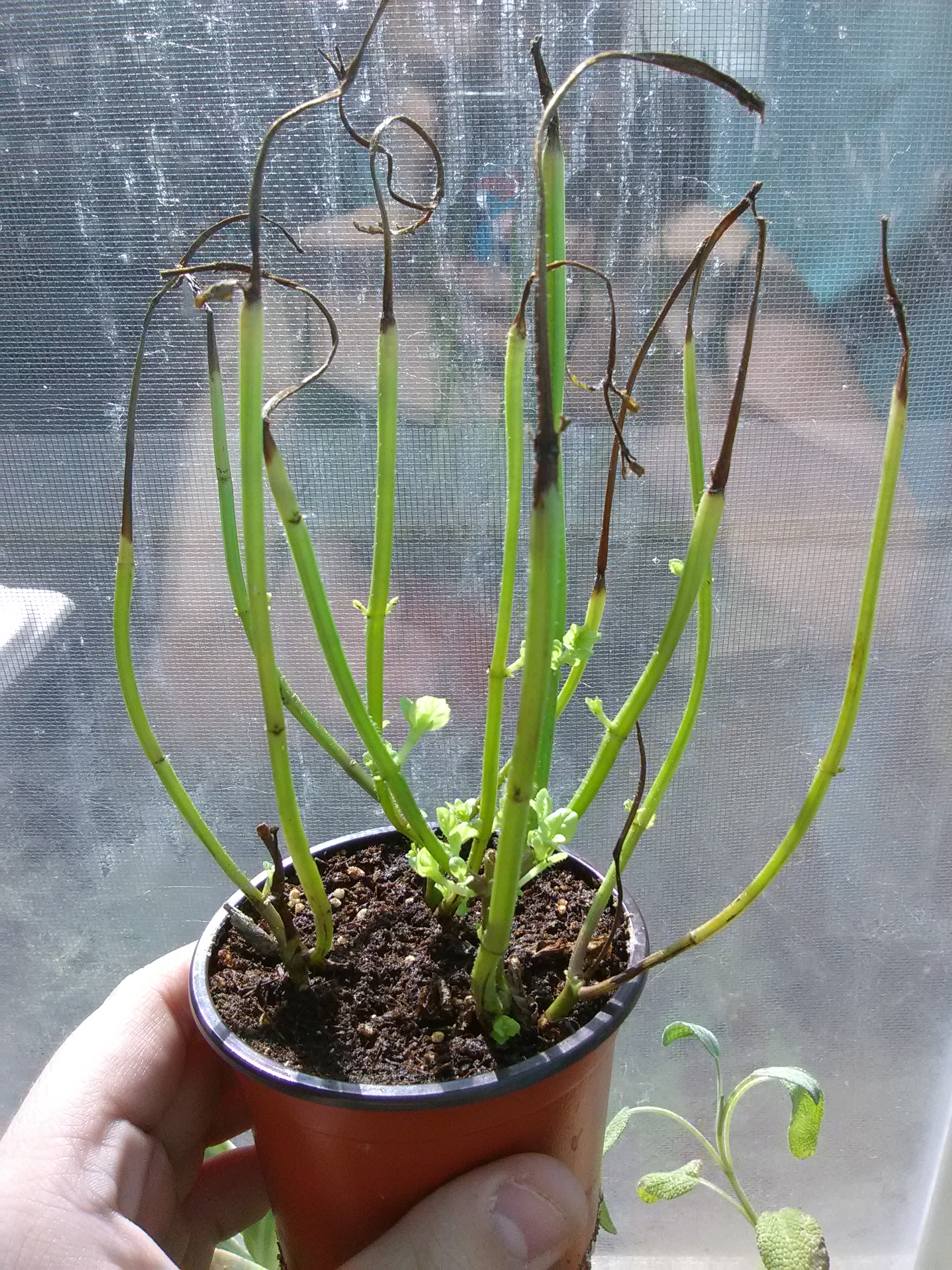 diagnosis Can These Plants Be Saved? Gardening & Landscaping Stack Exchange