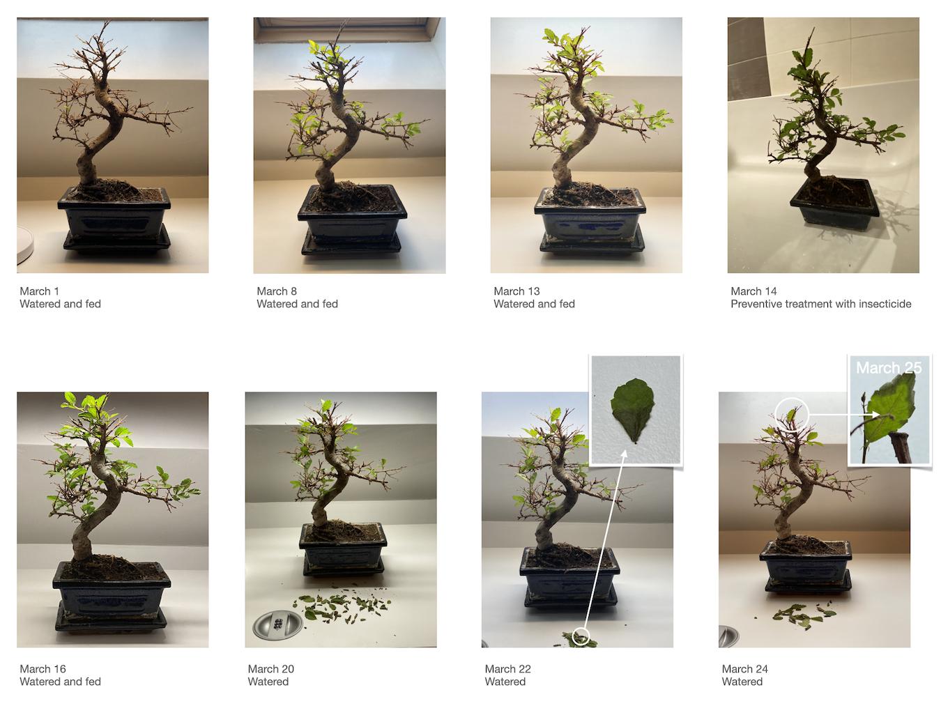Chinese Elm bonsai growing and losing its leaves every 3 to 4 weeks