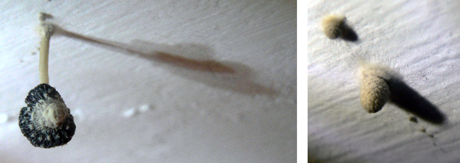 identification What plants grow in my bathroom? ☣ Gardening