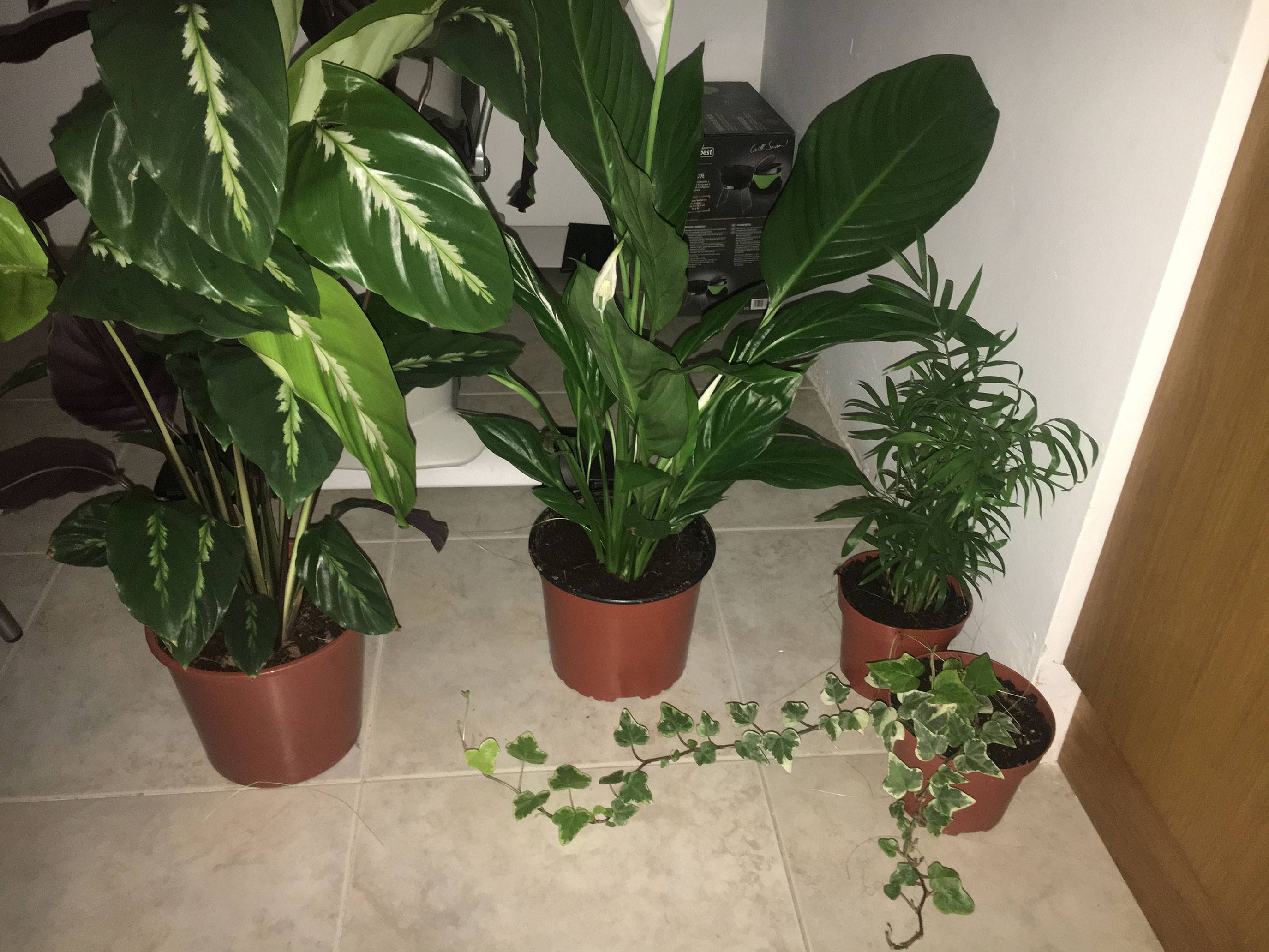 identification House plants What and how Gardening & Landscaping