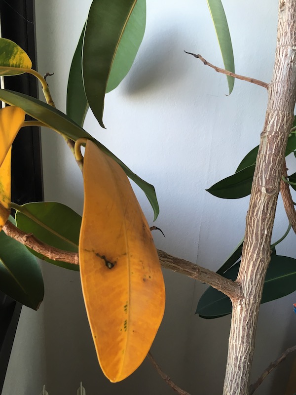 plant care Leafs turning yellow and fall off rubber fig