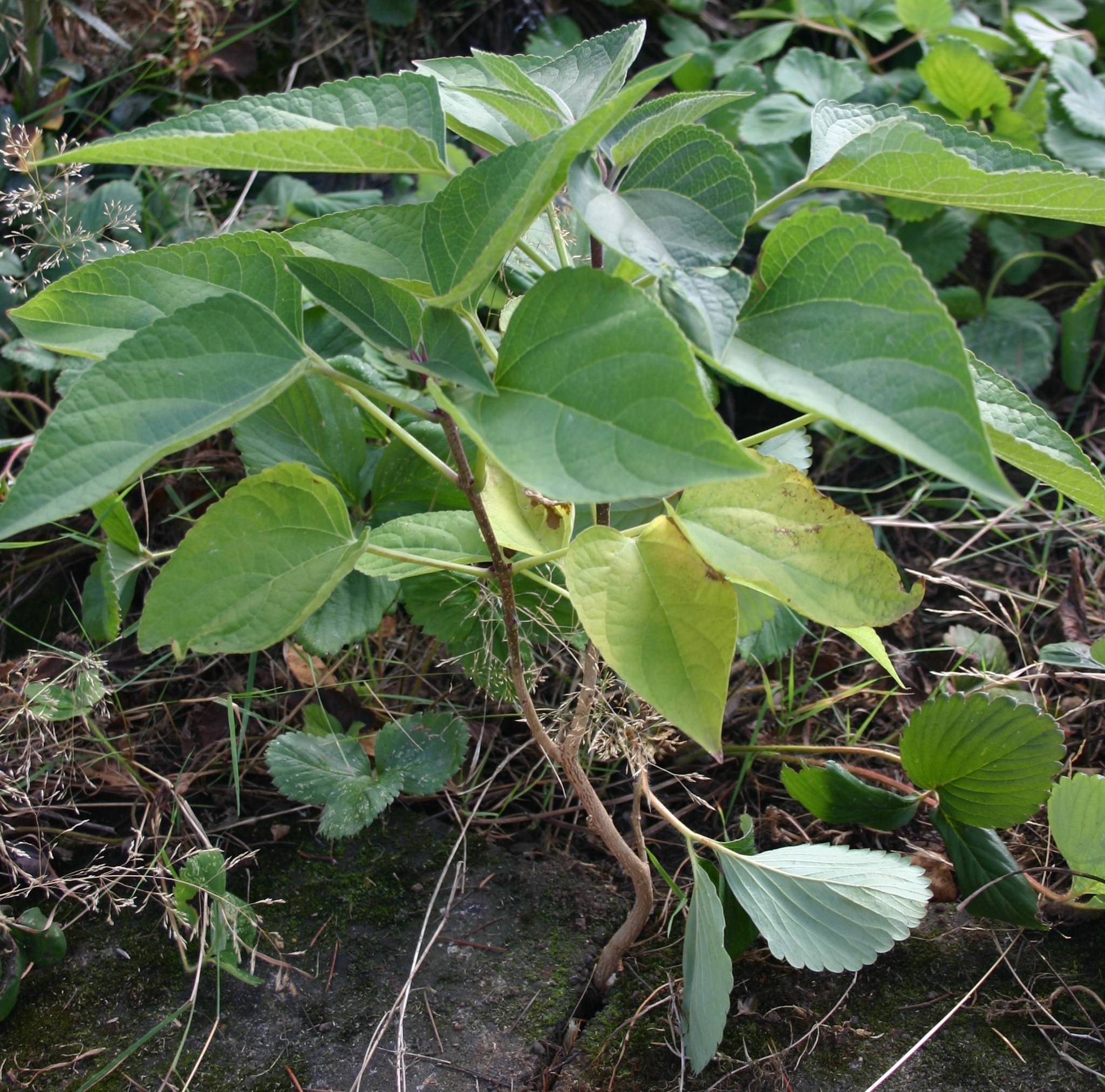identification What is this young shrub with opposite ovate, crenate leaves and reddish stems