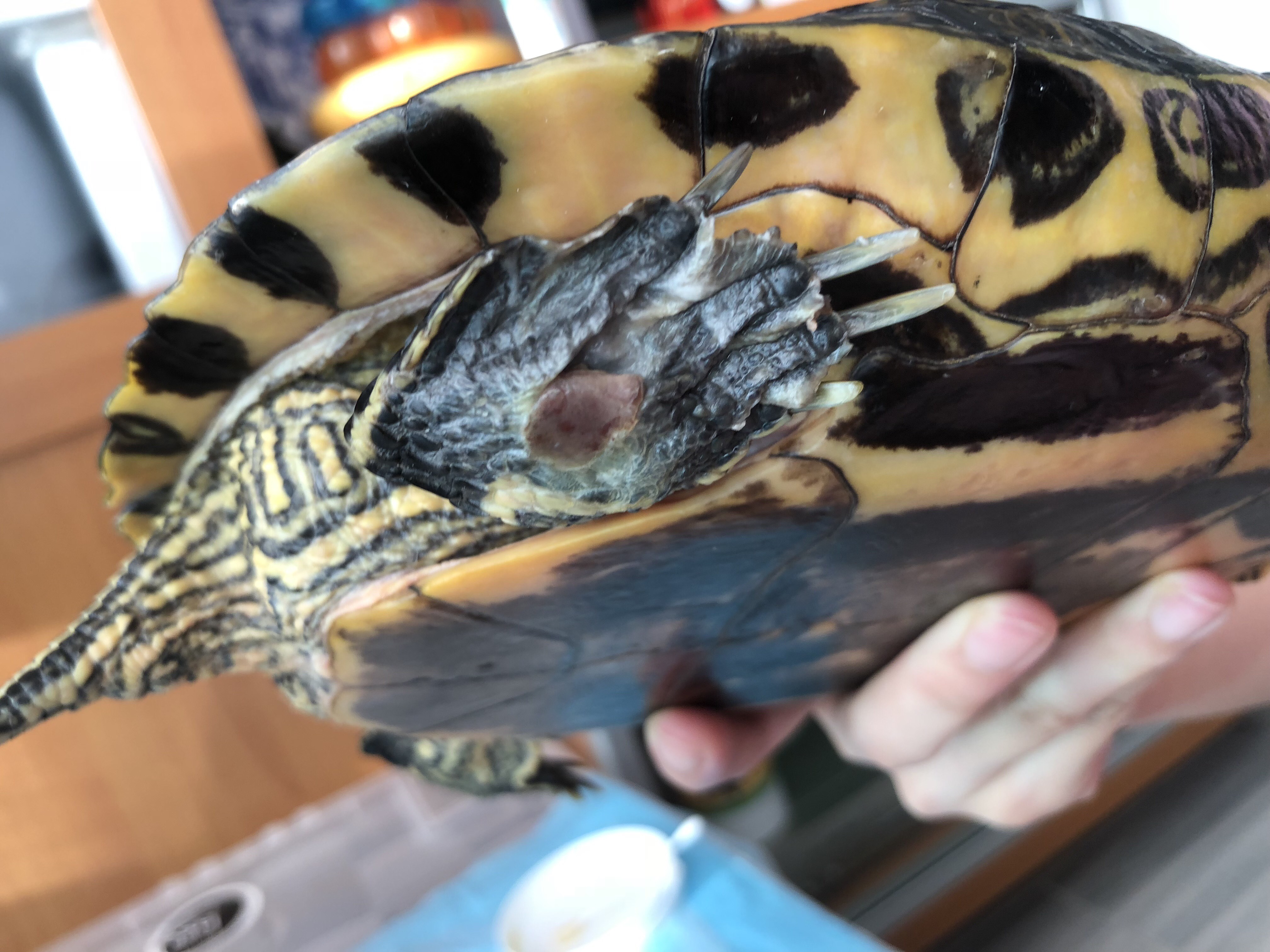 reptiles What is that in my redeared slider's wound? Pets Stack