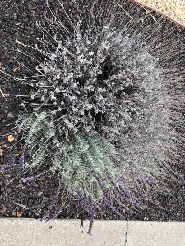 diagnosis Can my lavender be saved? Gardening & Landscaping Stack