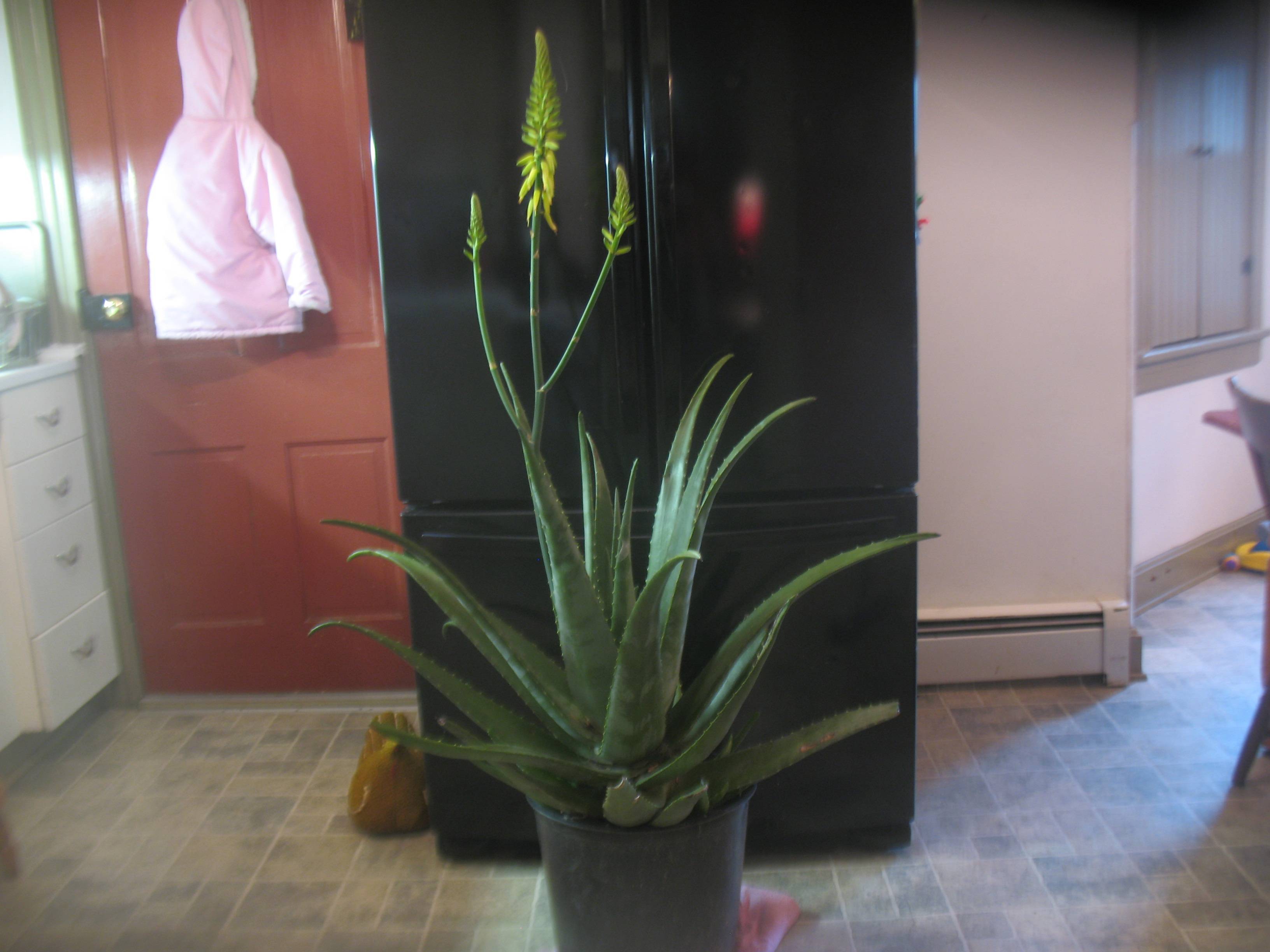 How To Get Aloe Vera Plant To Flower Plantă Blog