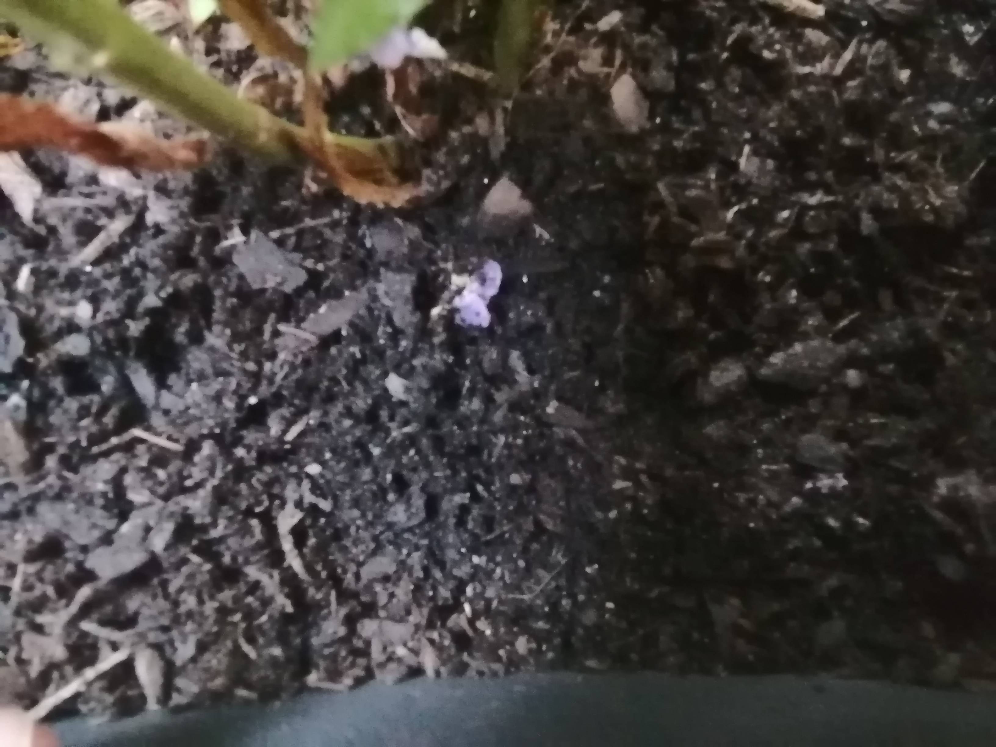 Why Are My Annuals Dying at Brian Tracy blog