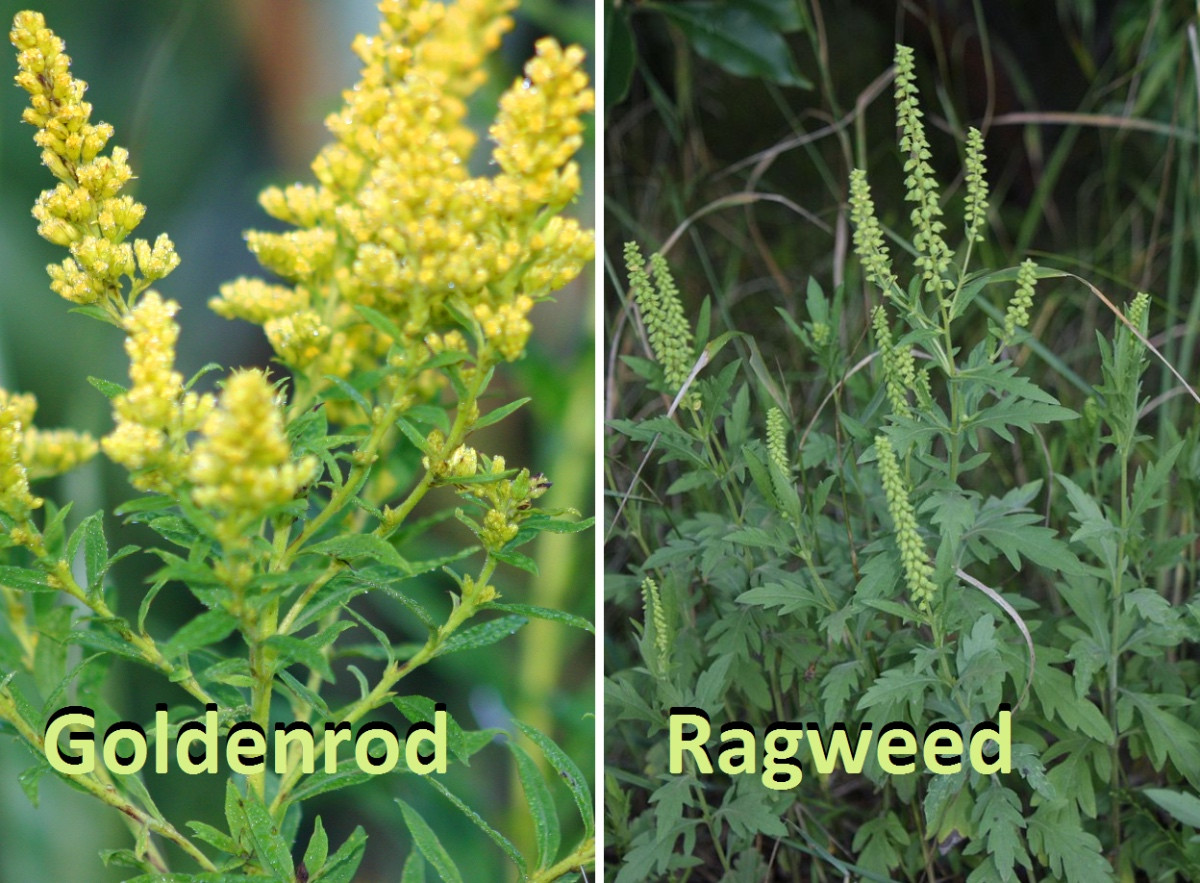 identification How can I tell if a plant is goldenrod or ragweed