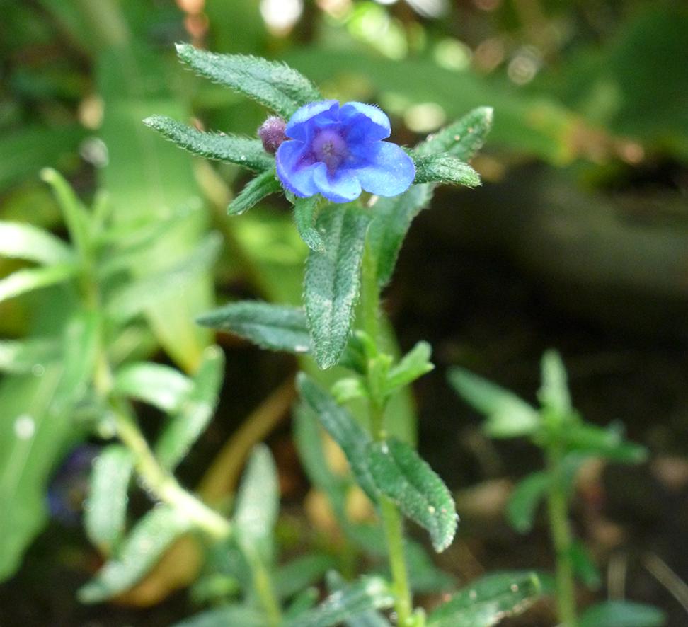 cultivar Can Anyone Identify This Small BlueFlowered Shrubby Plant? Gardening & Landscaping
