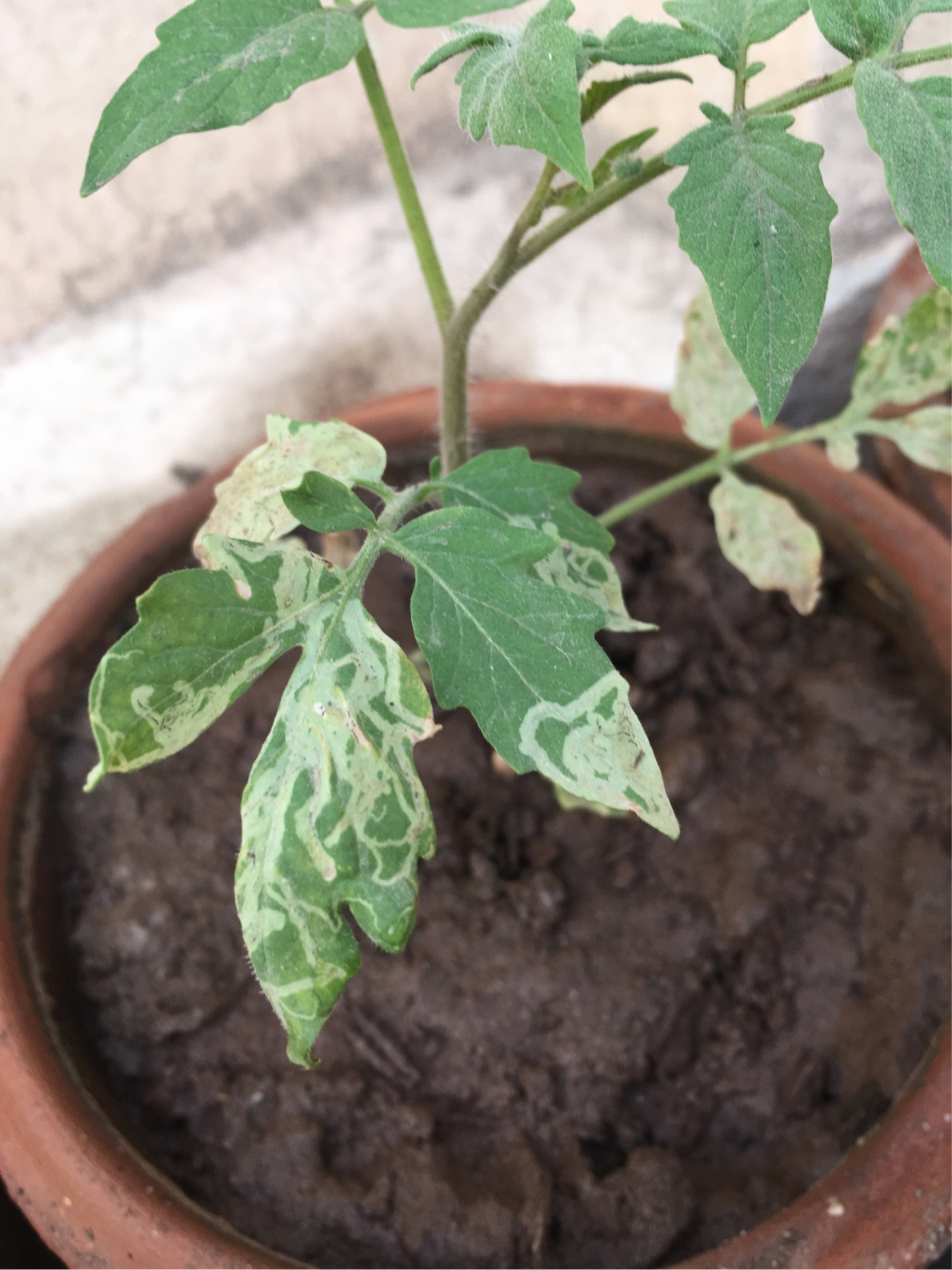 diagnosis Tomato plant leaves drying disease Gardening