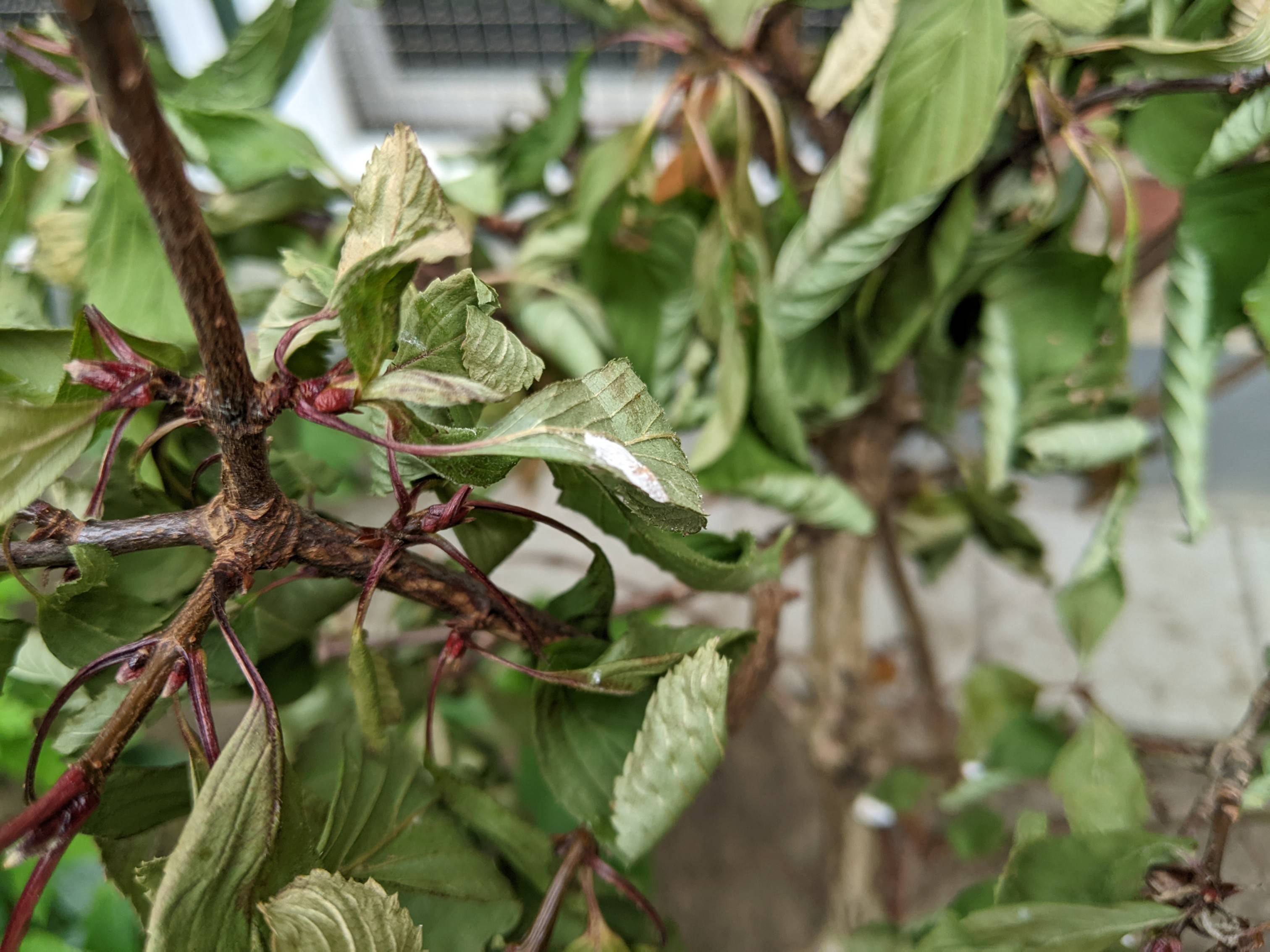 shrubs Why is this Viburnum farreri dying? Gardening & Landscaping