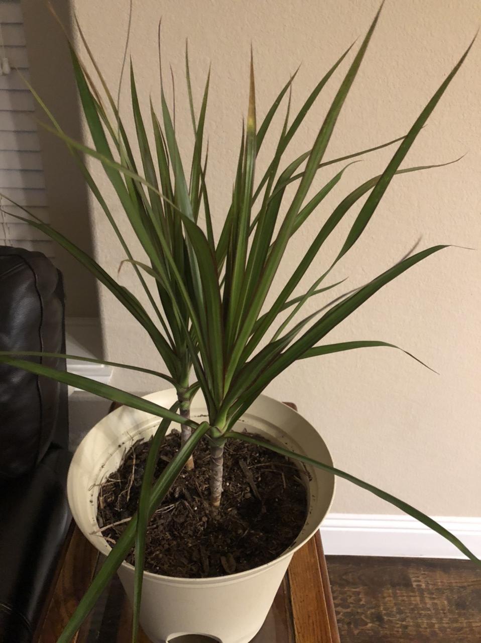 houseplants Why does my dragon tree have white spots and brown leaves