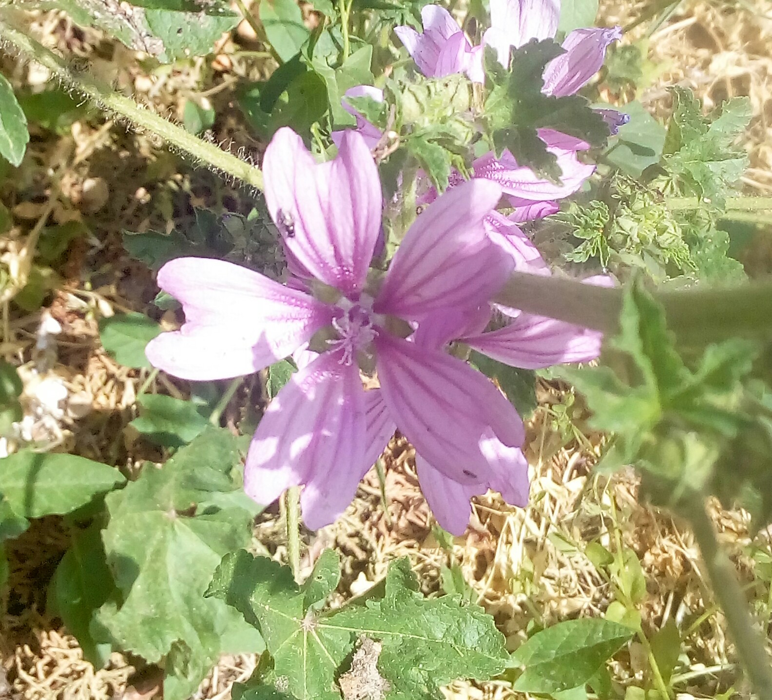 identification What is this purpleflowered weed? Gardening & Landscaping Stack Exchange