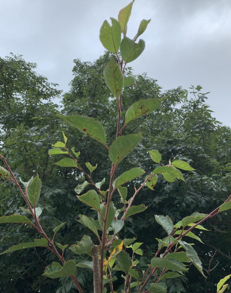 diseases What is causing the brown streaks and holes in my young