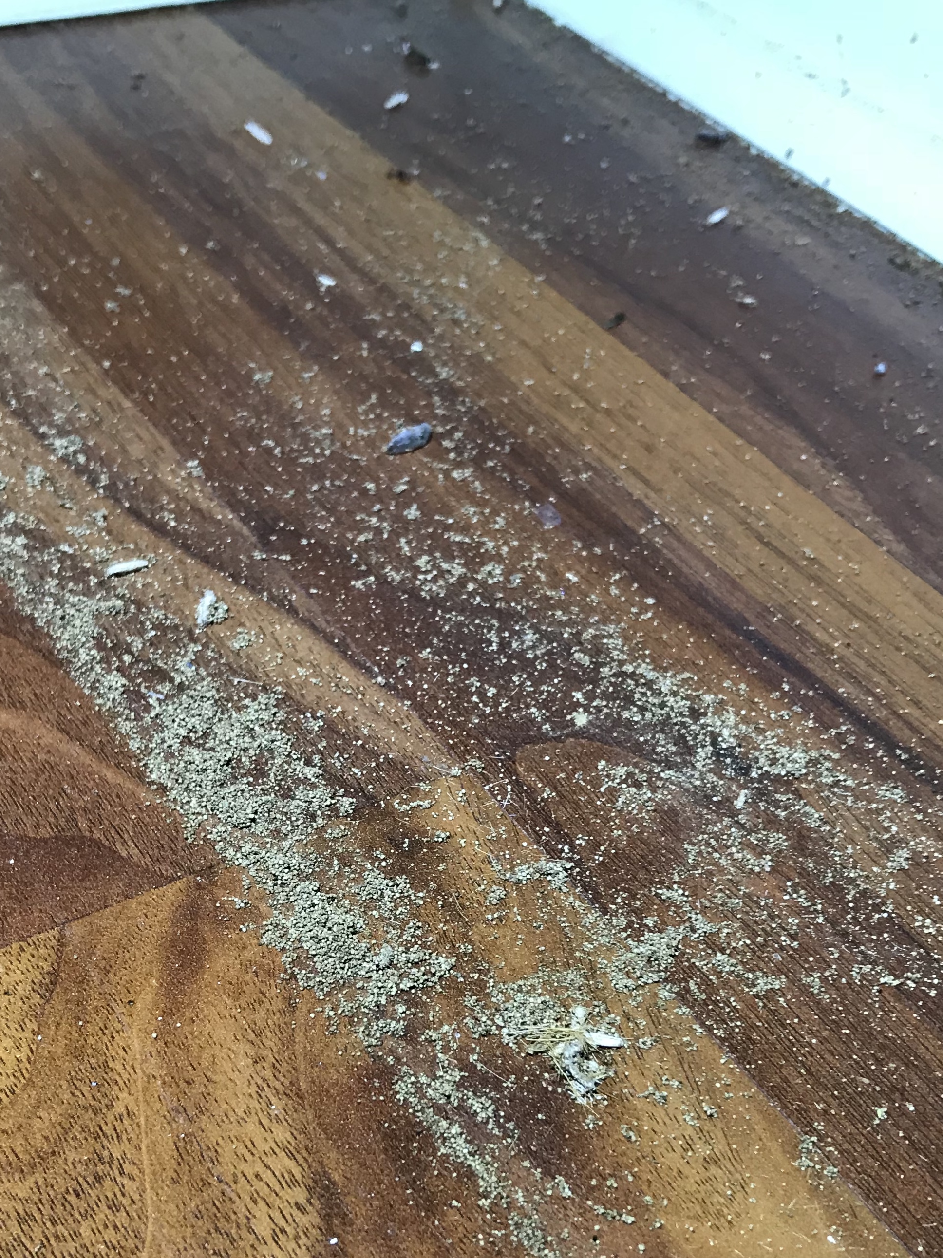 Is this a wood destroying insect Love & Improve Life