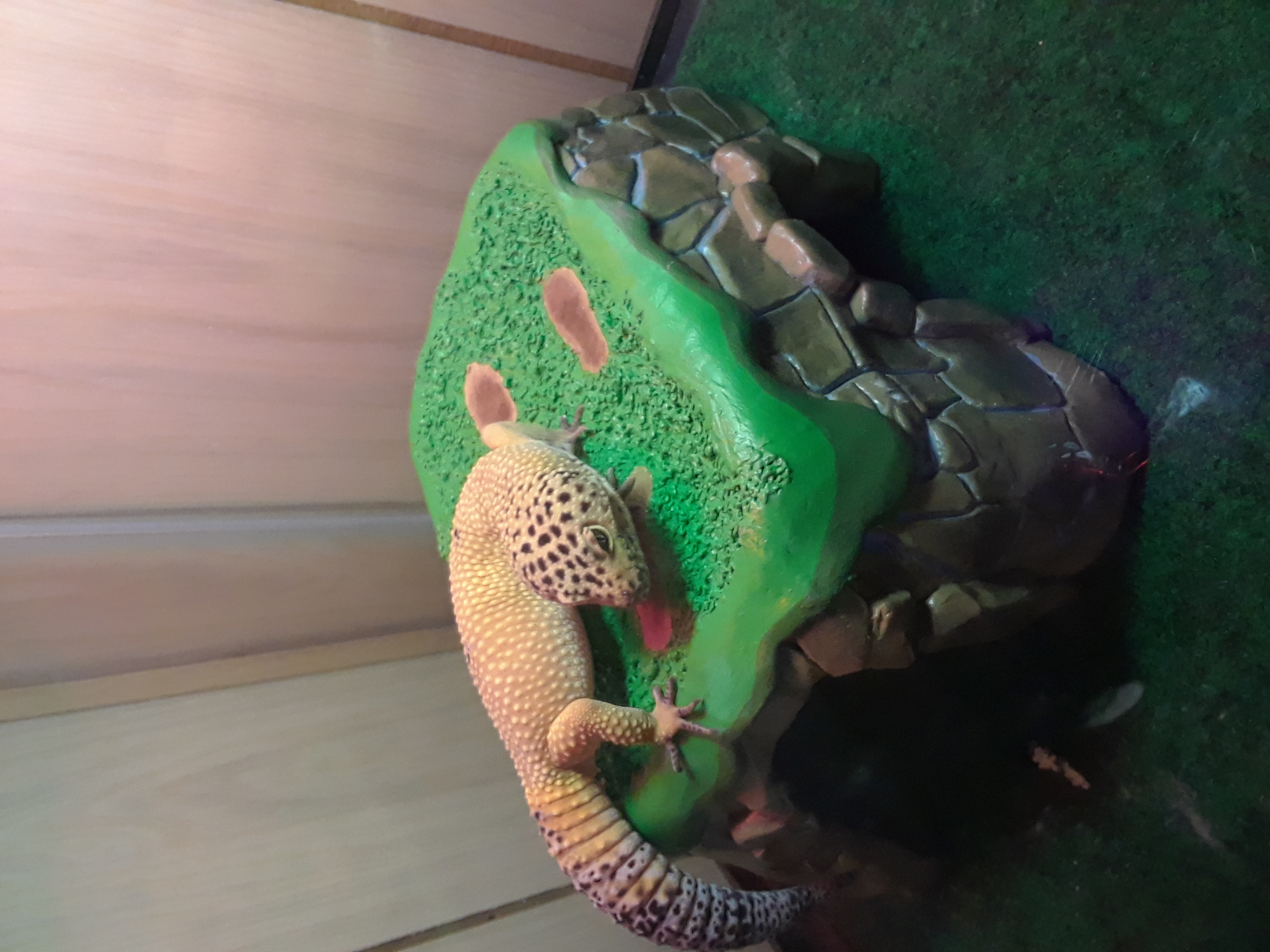 How To Tell The Gender Of A Baby Leopard Gecko ovulation