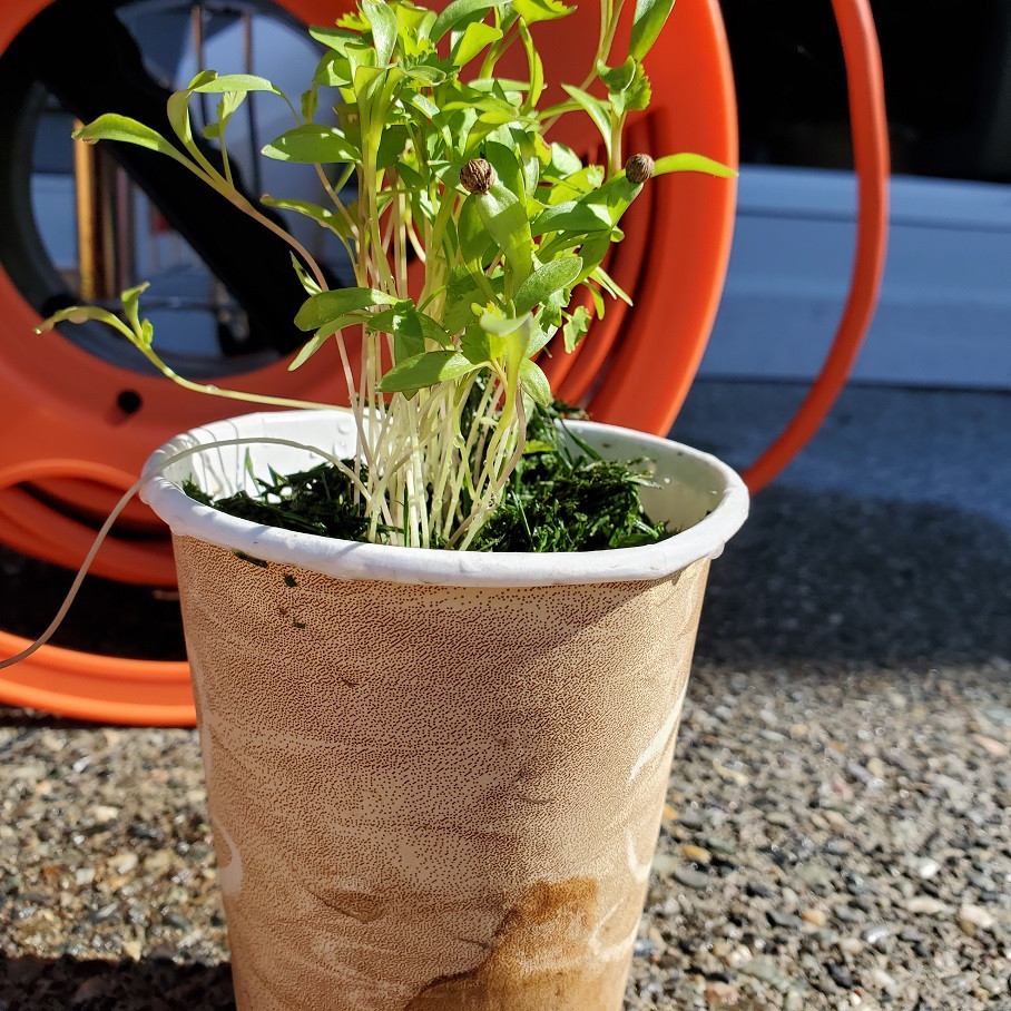 planting Why is my cilantro seedlings stem so long and barely any