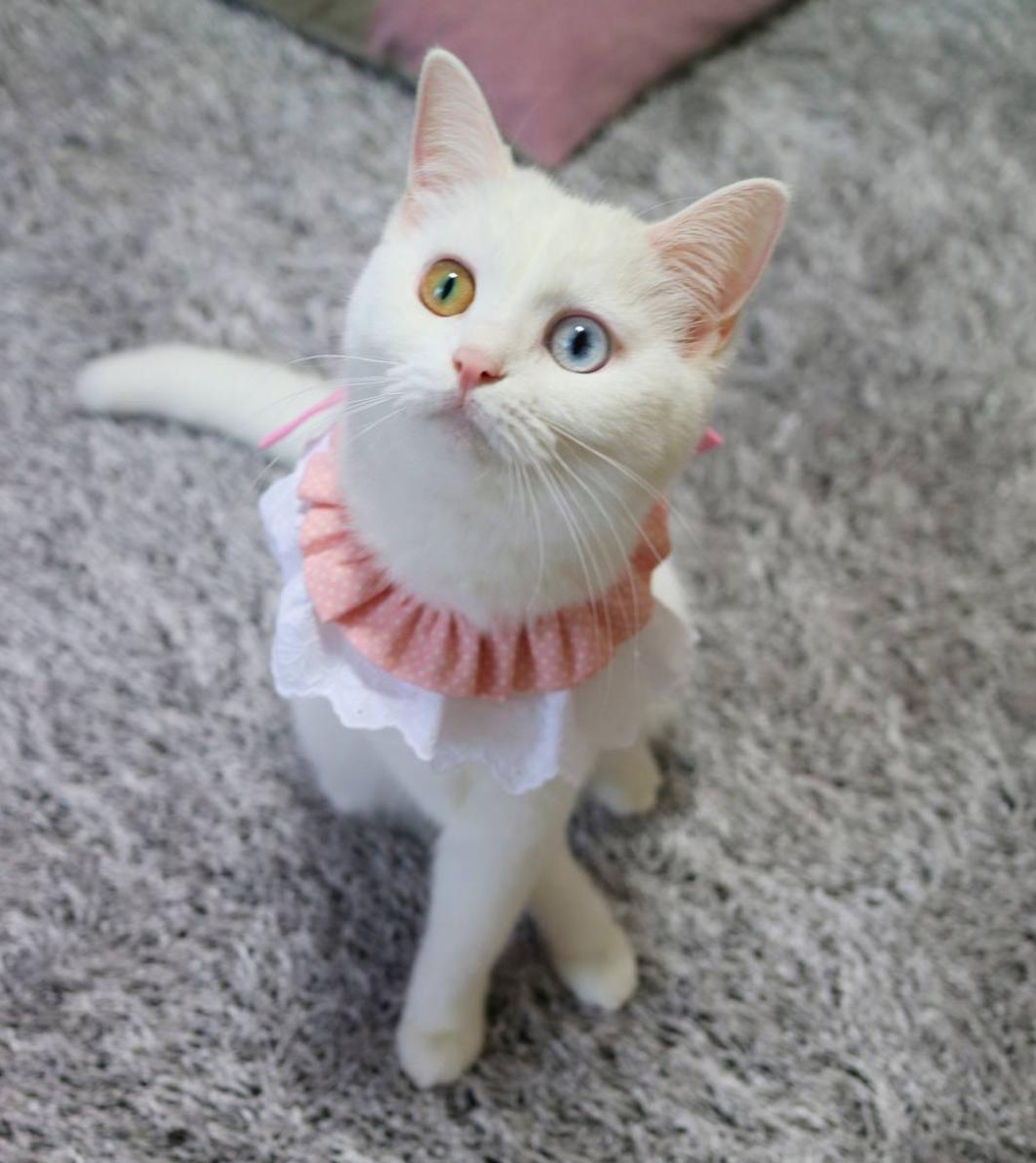 Looking for the japanese word for "cat collar" Japanese Language