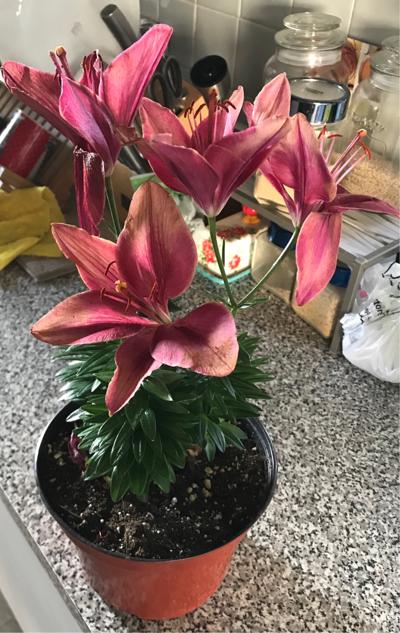 plant health Maintain potted lily? Gardening & Landscaping Stack Exchange