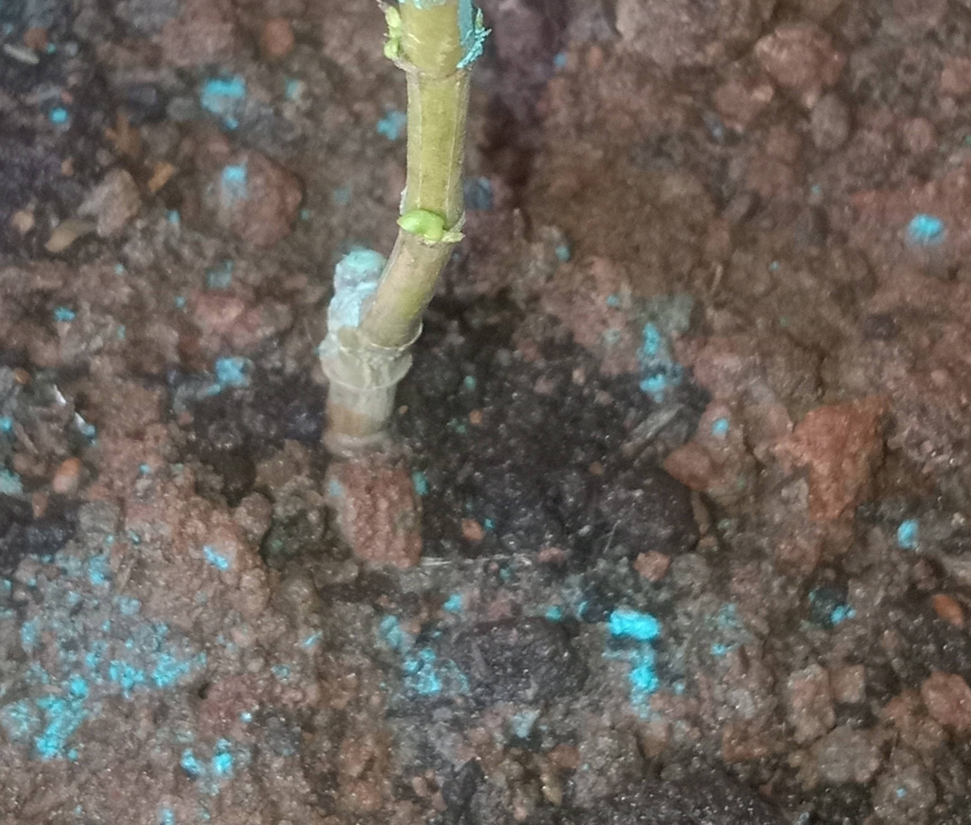 houseplants Vinca (Madagascar Periwinkle) sprouts dying Gardening