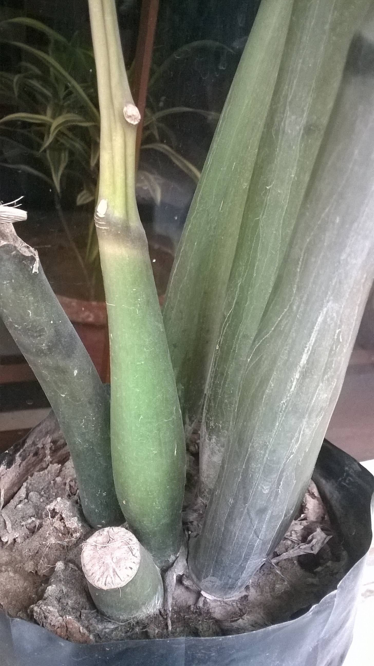 diagnosis Why is the stem of my ZZ Plant drying? Gardening