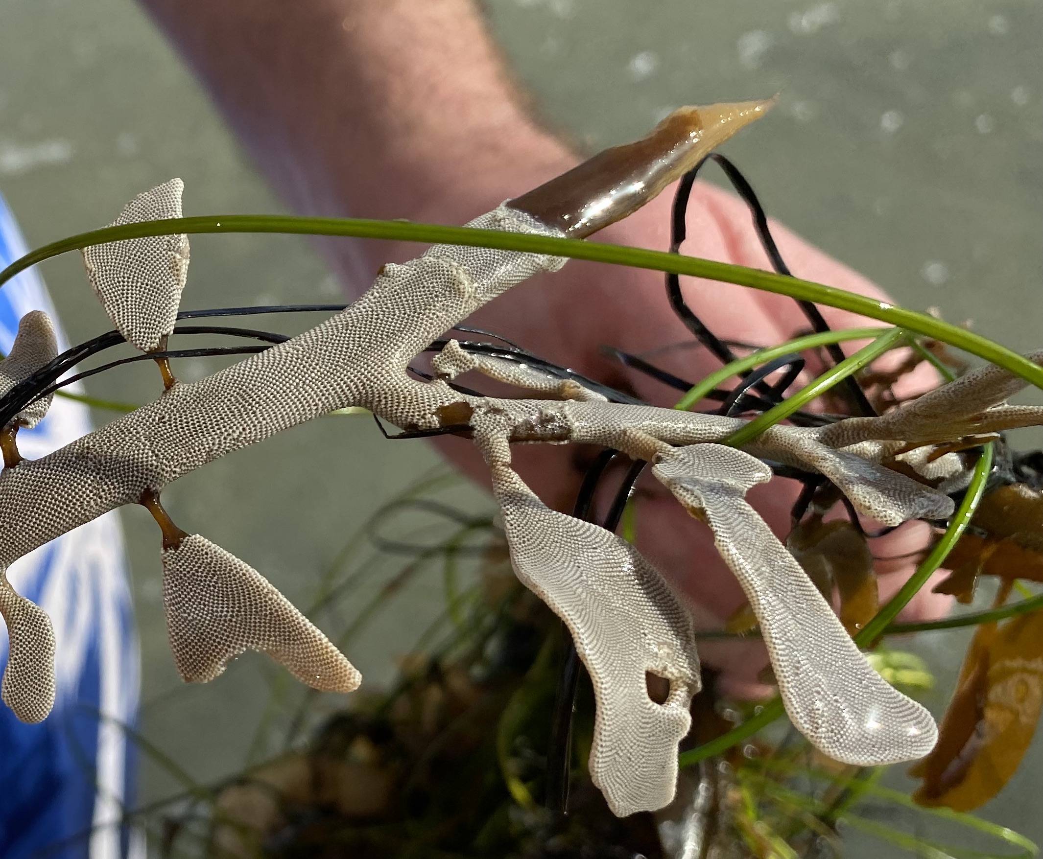 species identification What's this stuff that looks like white