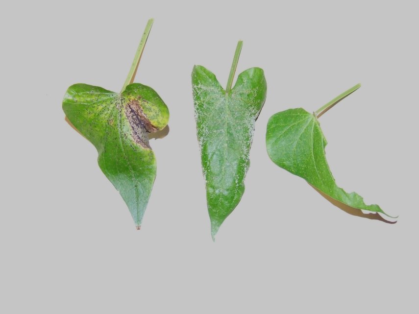 Sweet potato leaf disease? Gardening & Landscaping Stack Exchange