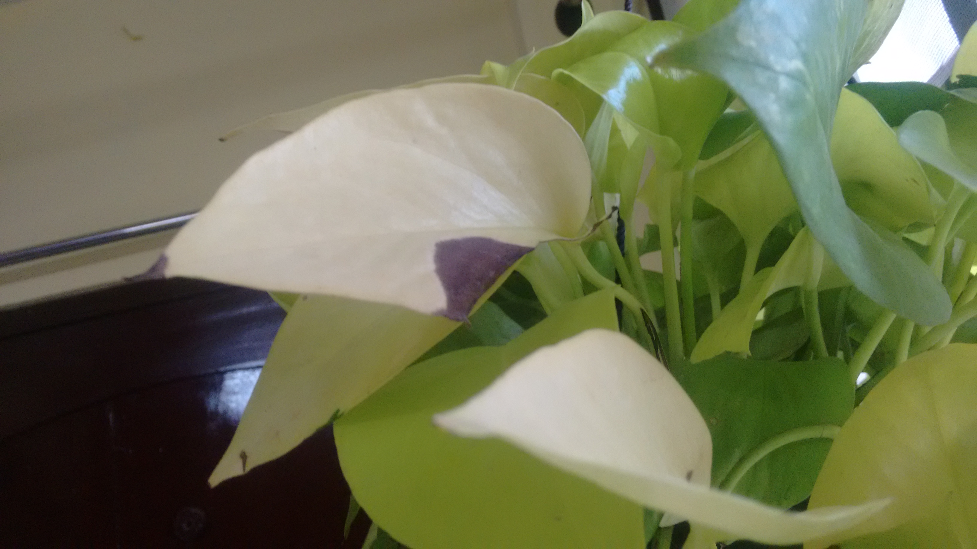 houseplants - Is this some fungus? - Gardening & Landscaping Stack Exchange