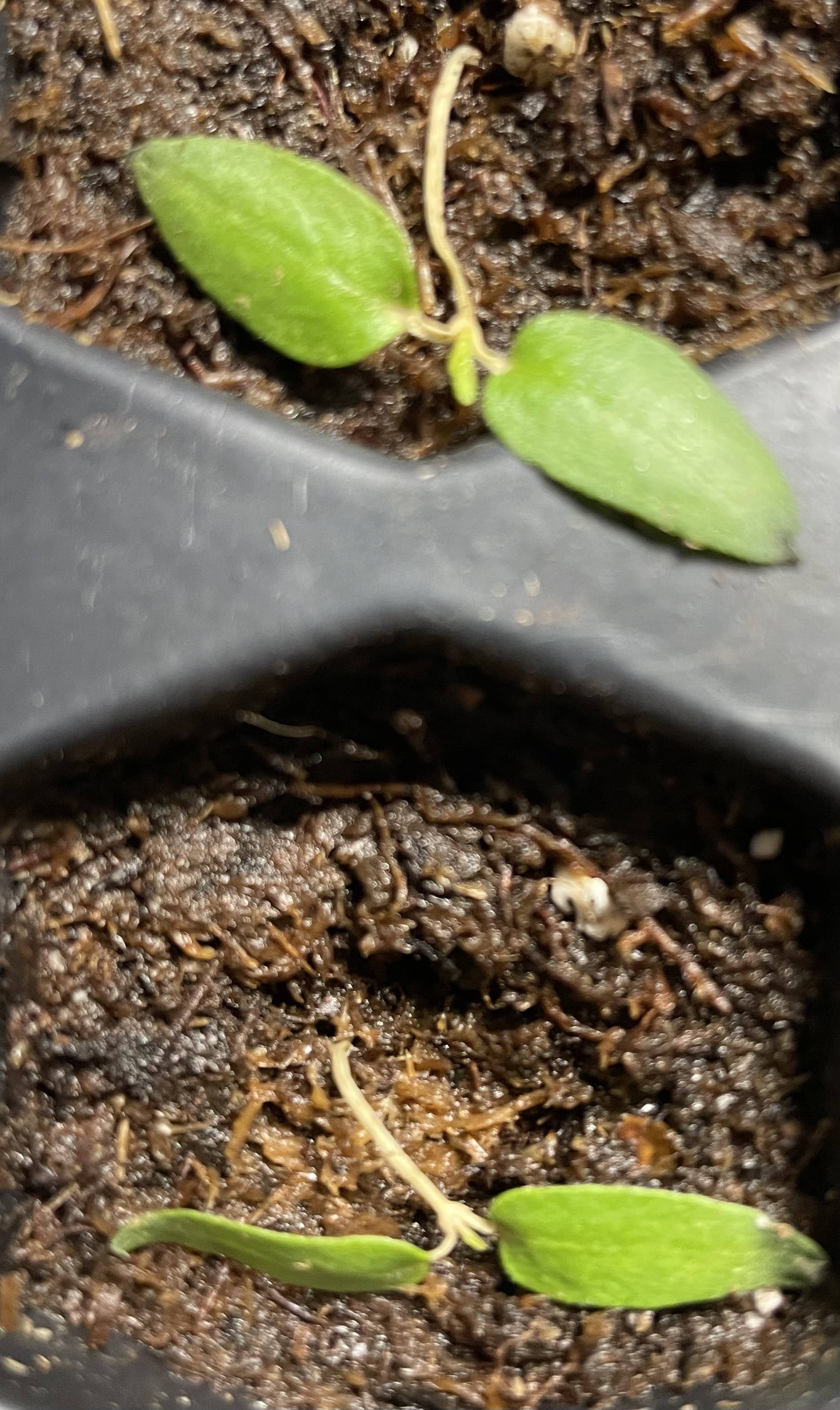 Any hope for these pepper seedlings? Gardening & Landscaping Stack