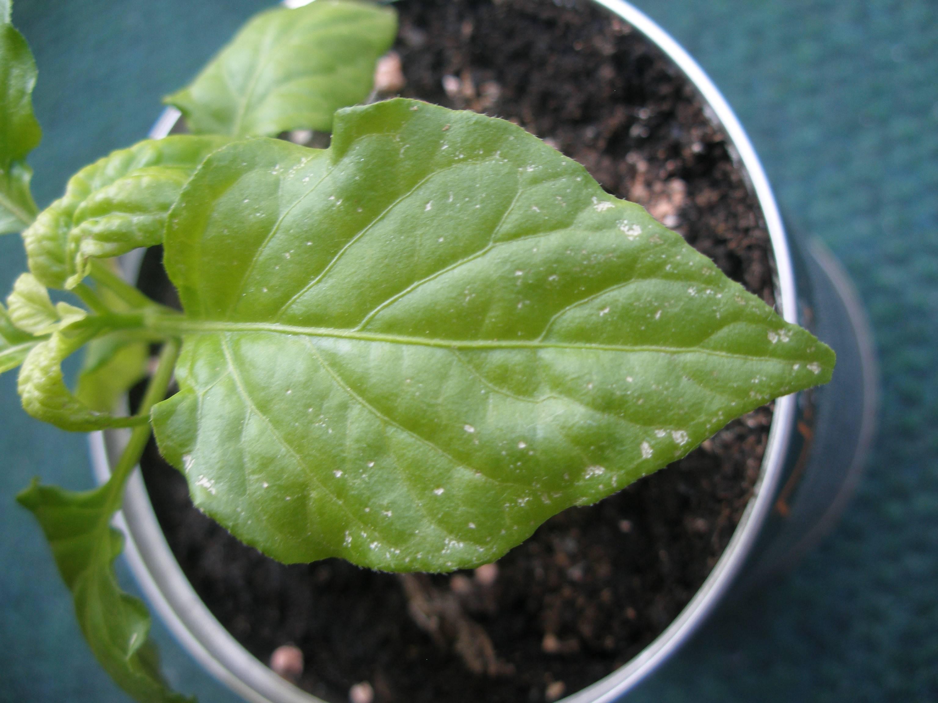 diagnosis What is causing white spots and wilting on my Black Naga