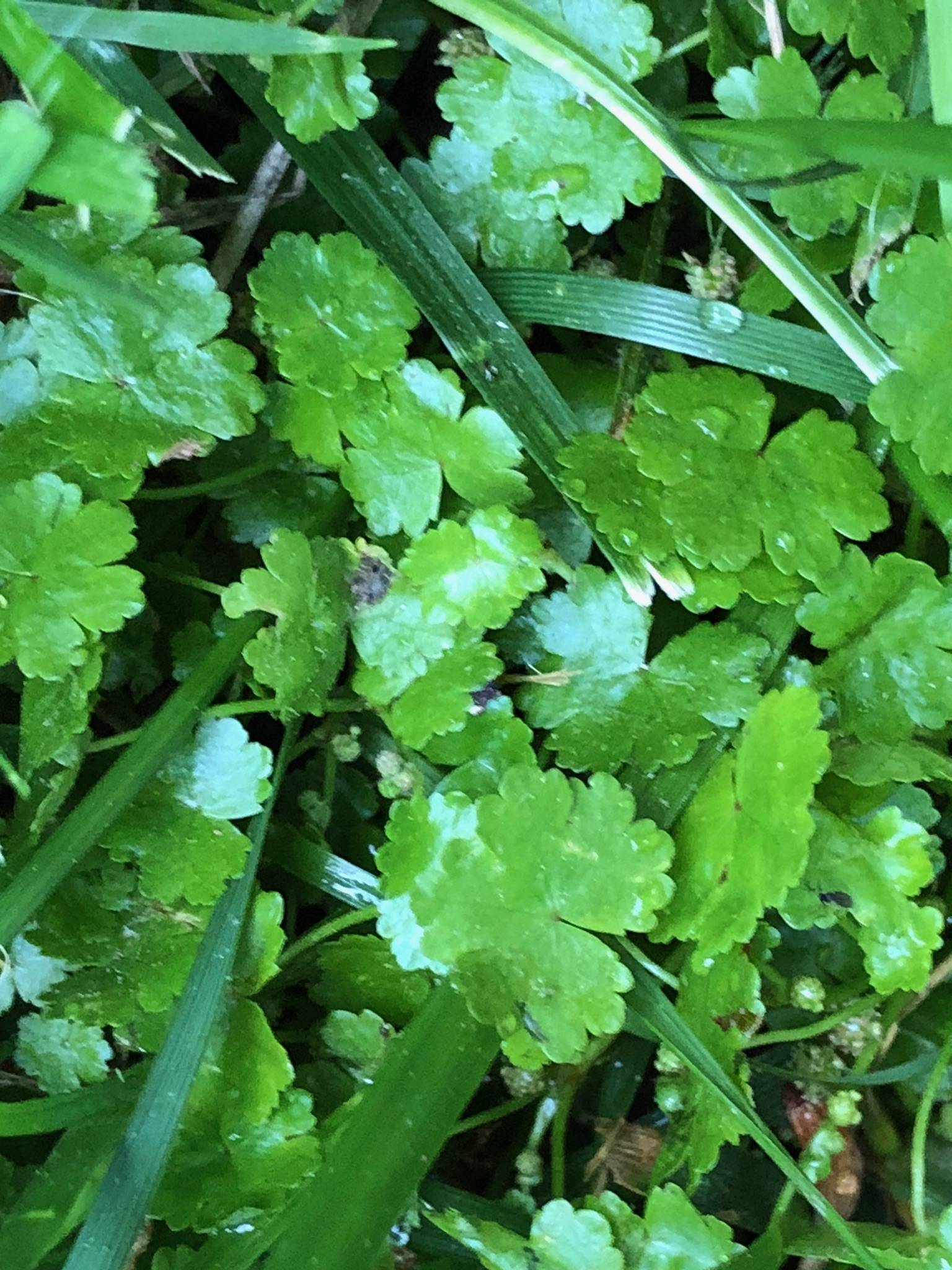 Ground Cover Identification - Gardening & Landscaping Stack Exchange