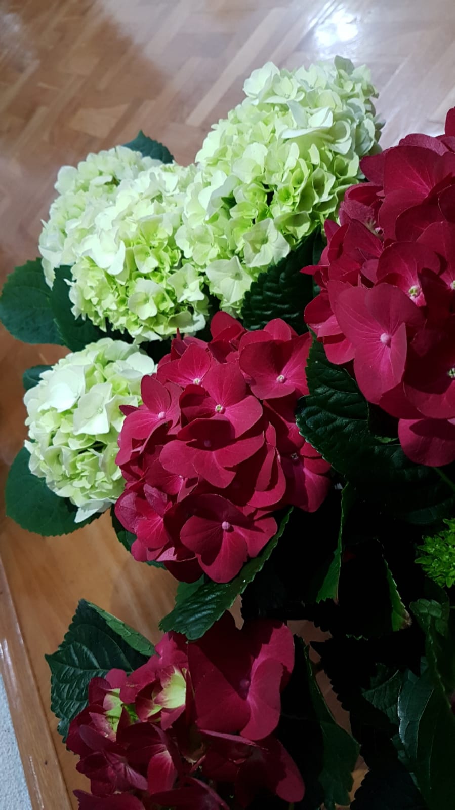 Why did my hydrangea's flowers die? Gardening & Landscaping Stack