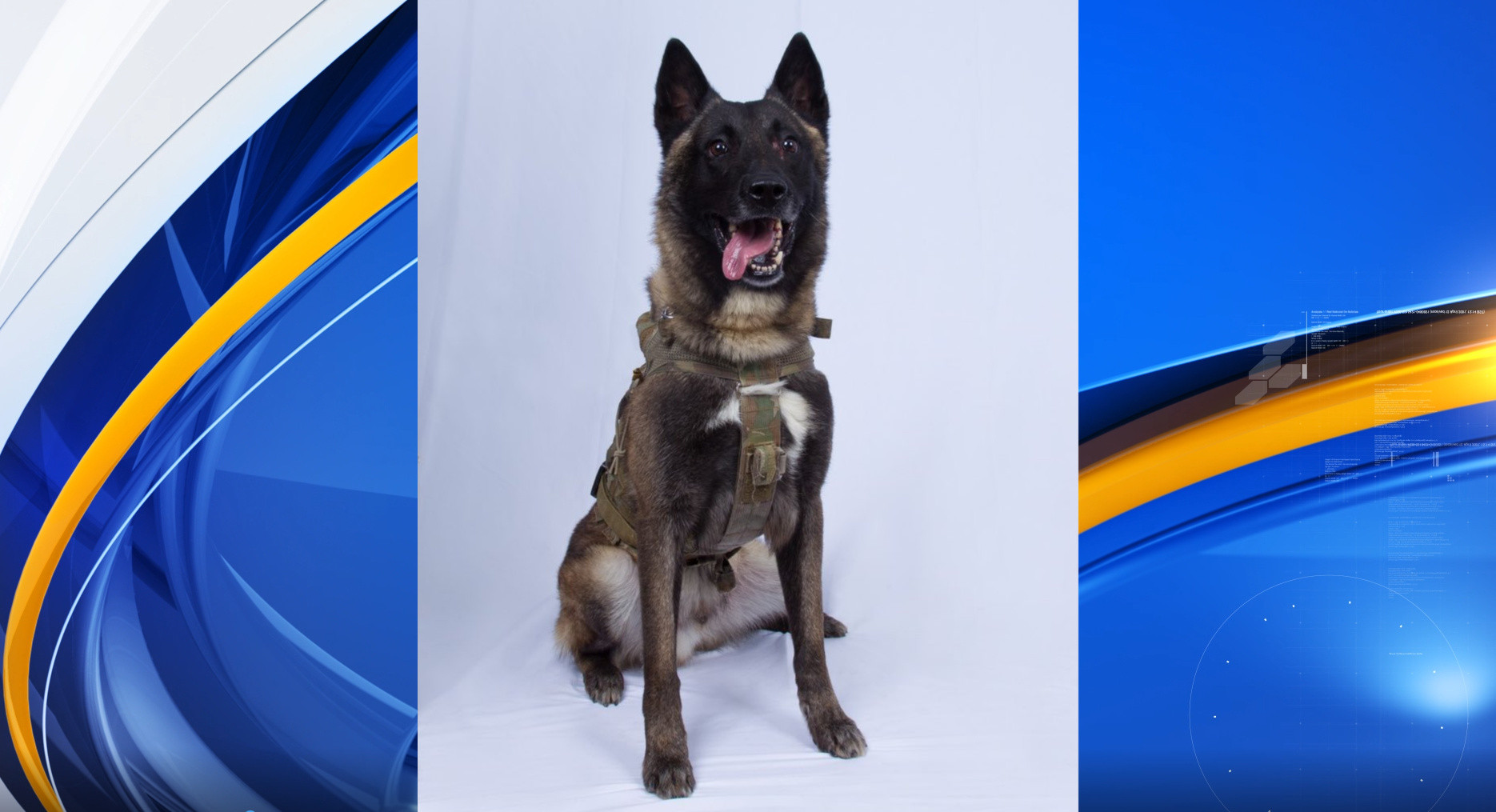 How can I tell the gender of a dog? Pets Consultants