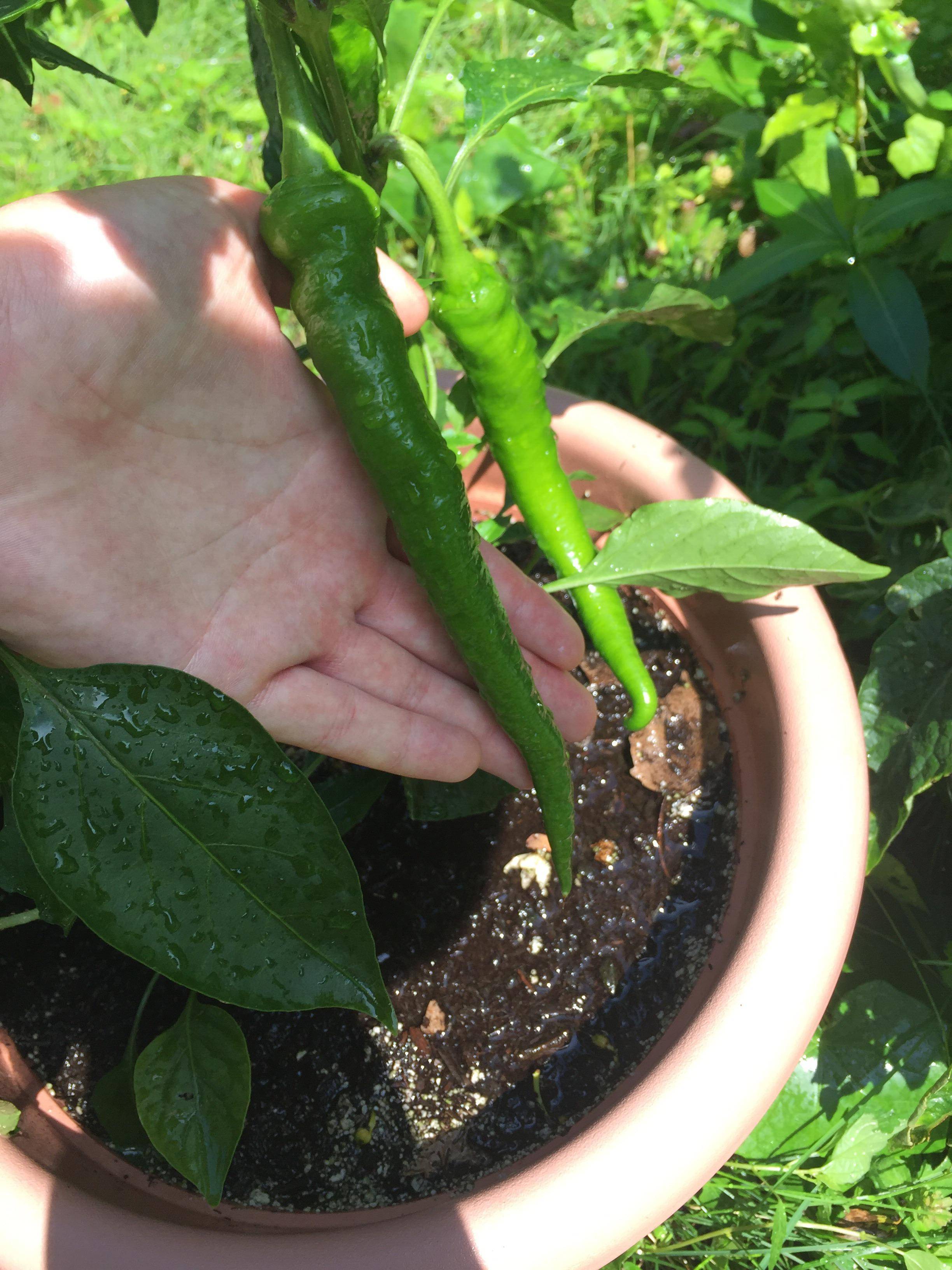 identification What is this long, thin green pepper? Gardening