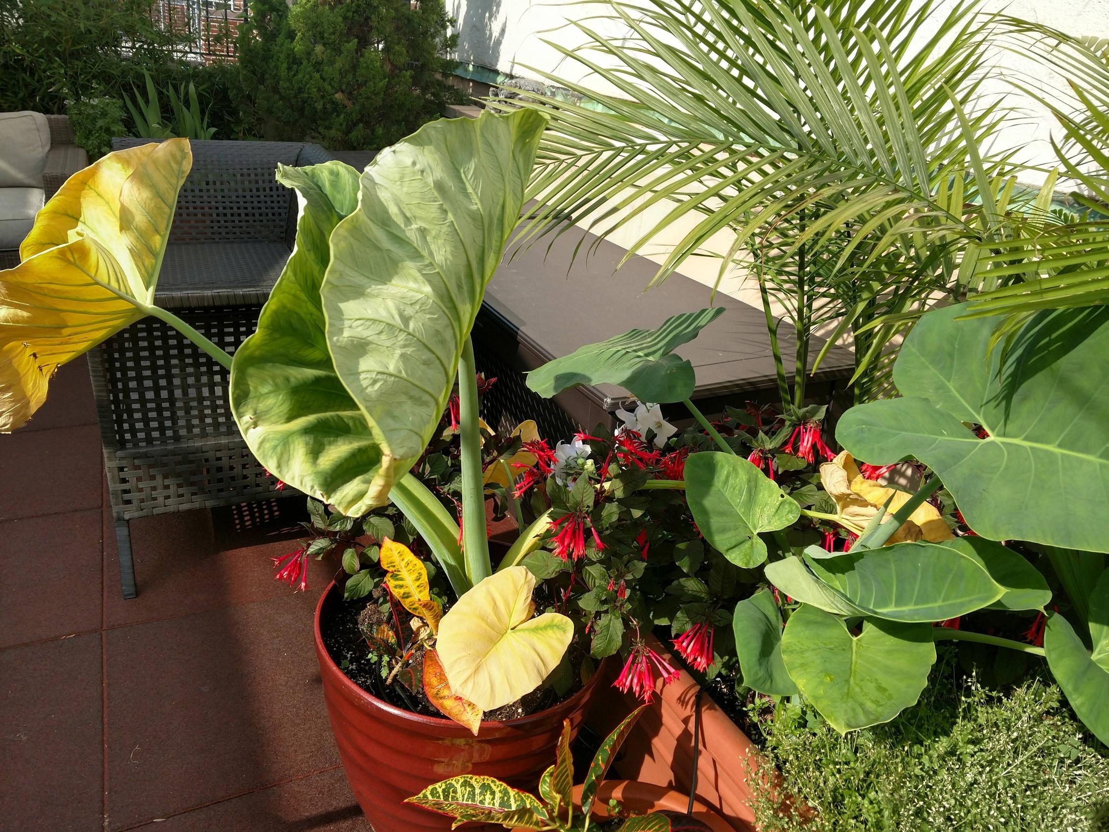 plant health why has my elephant ear suddenly turned yellow