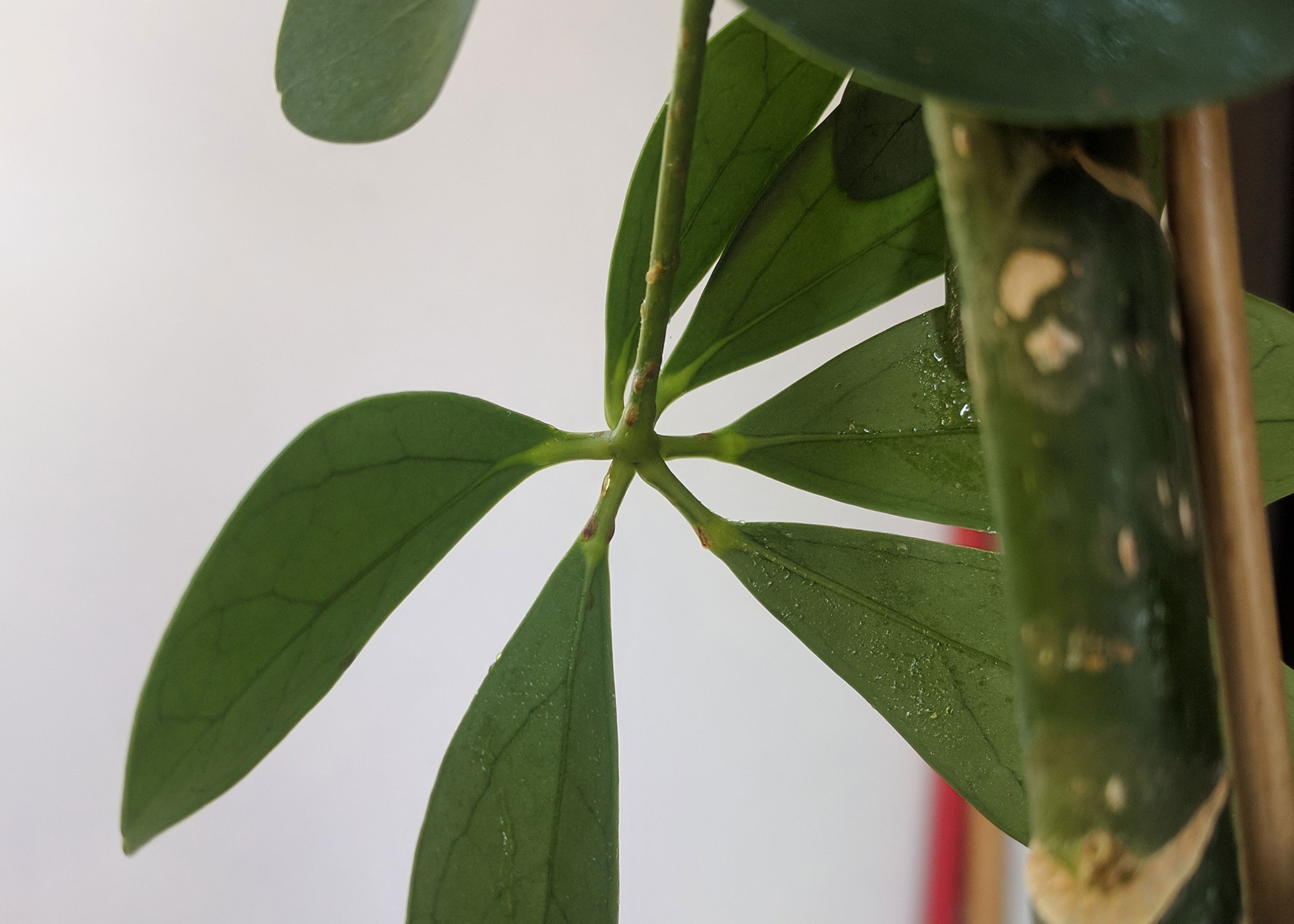 What is this disease with sticky transparent liquid and brown spots on