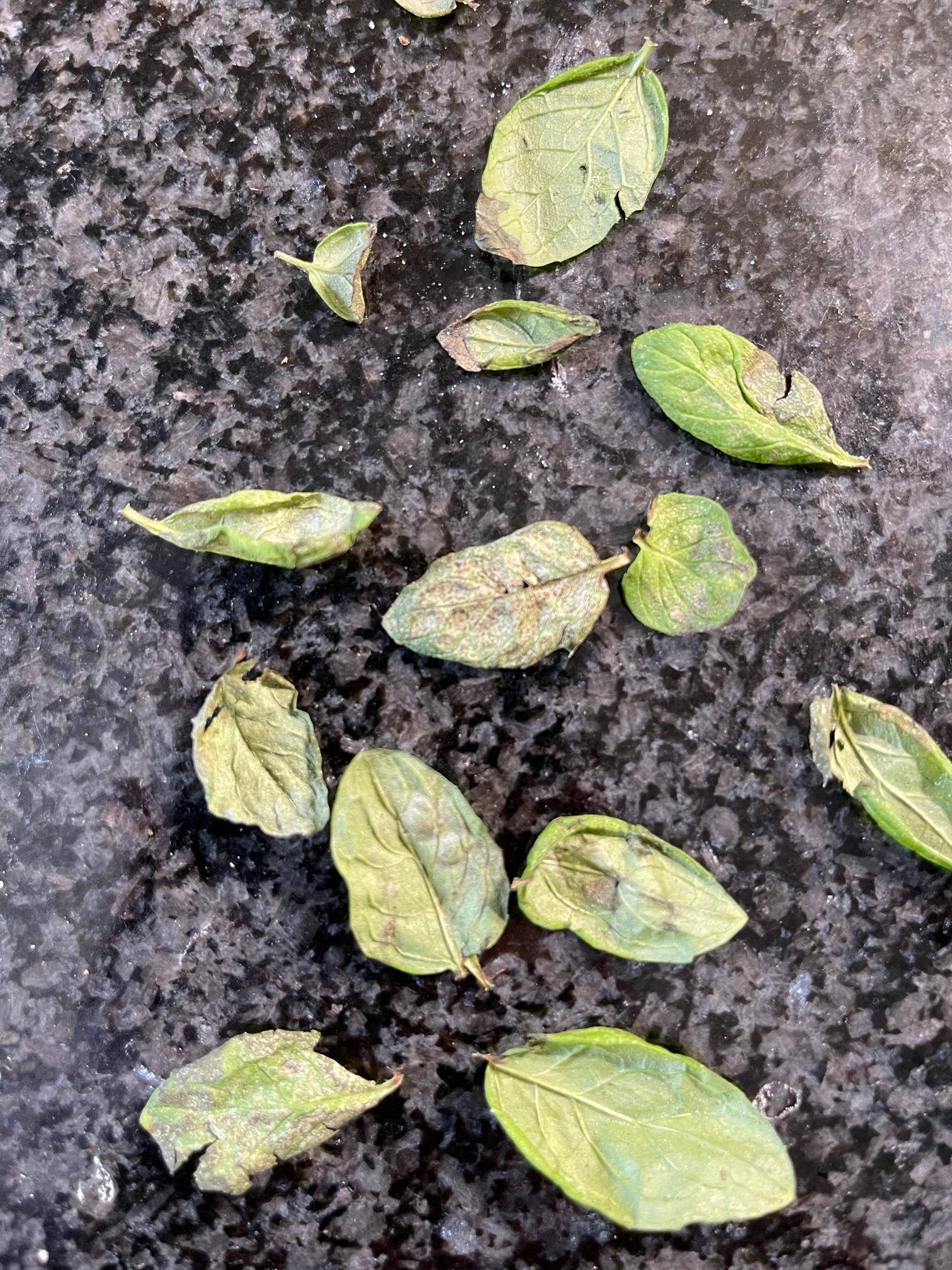 plant health Mint leaves turning brown Gardening & Landscaping