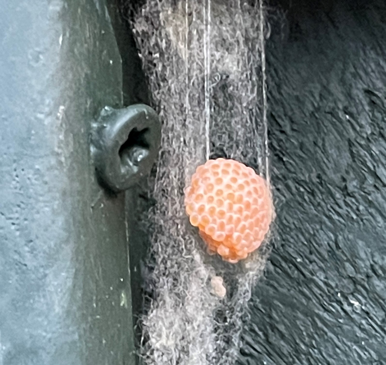 What made this, is it an egg sac? Biology