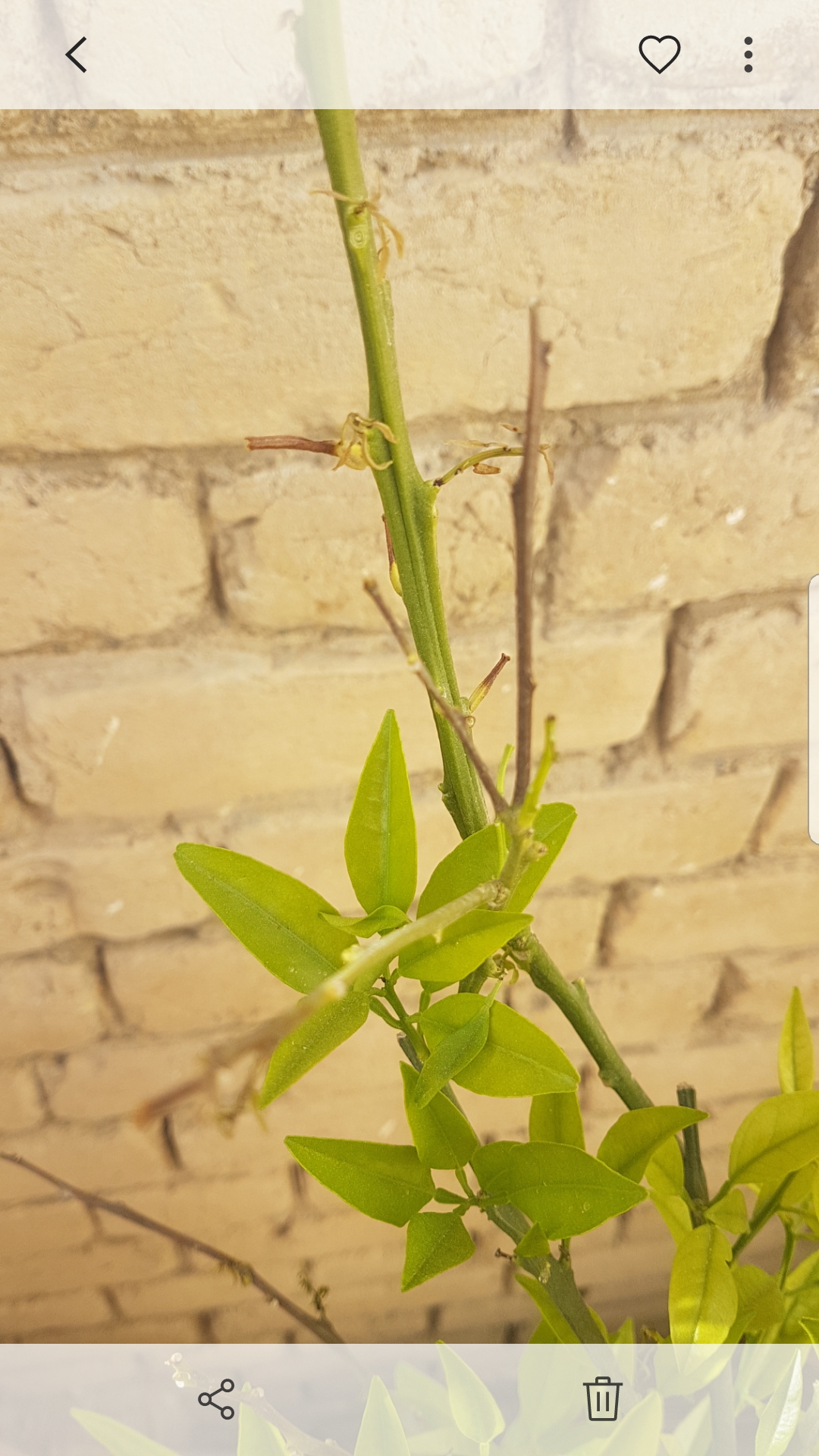 diagnosis Why are my orange trees dropping new leaves and getting dry