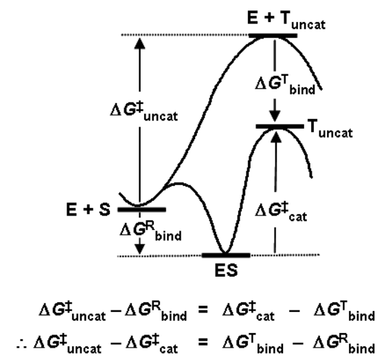 enzymes Why is binding energy the difference between ∆G catalyzed and
