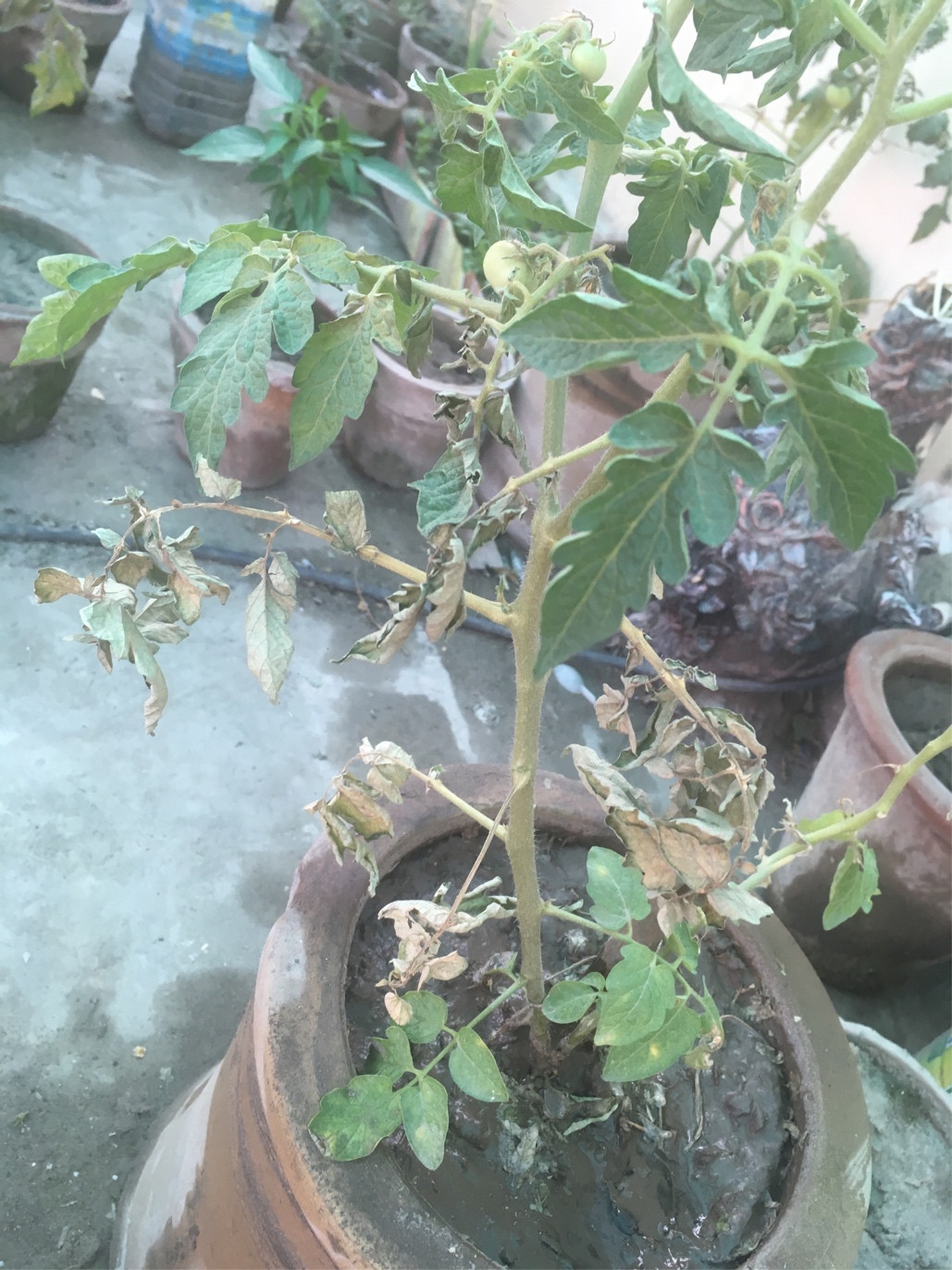 tomatoes Why my tomato plant branches dry? Gardening