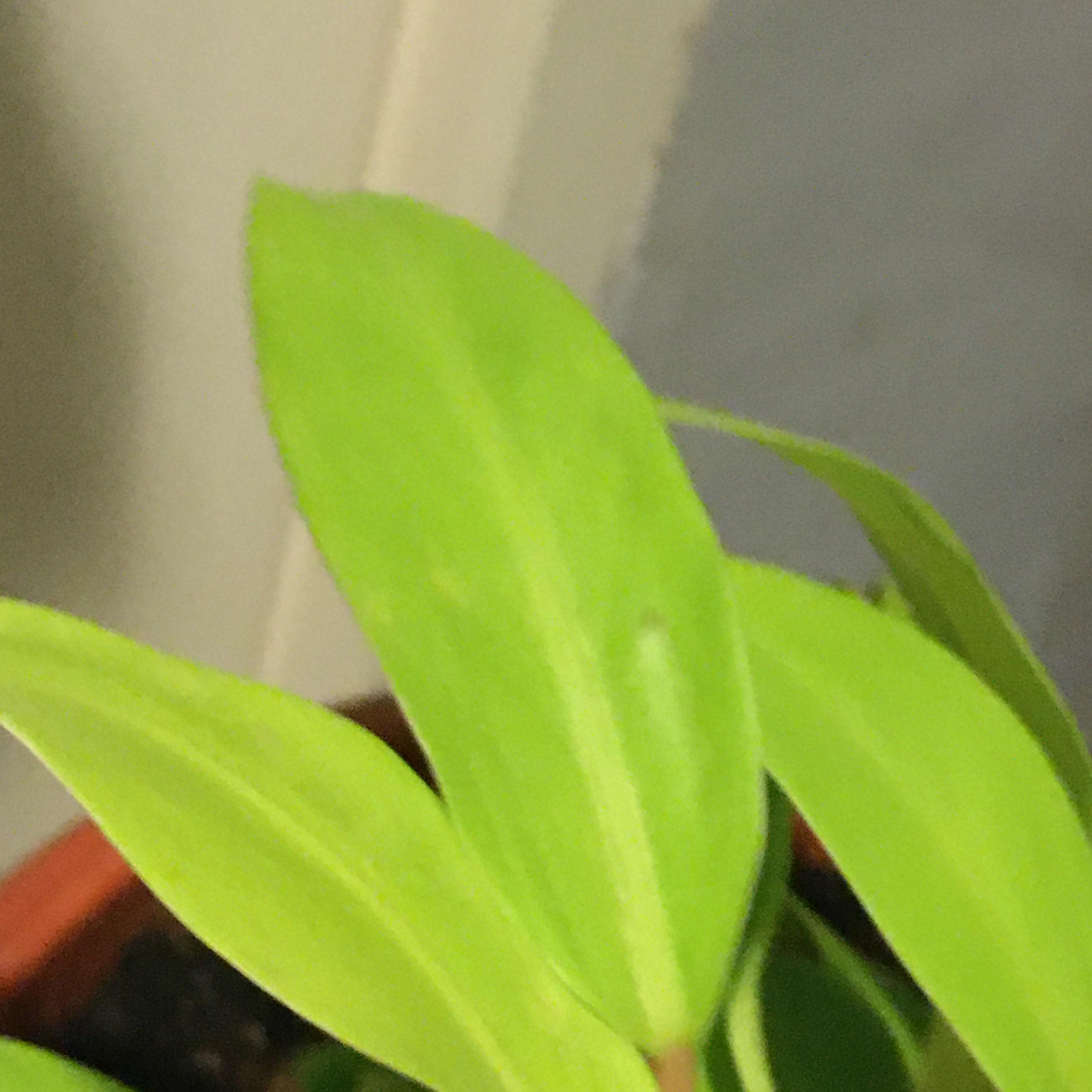 identification Help with identifying plant (Pink Stem, Green leaves