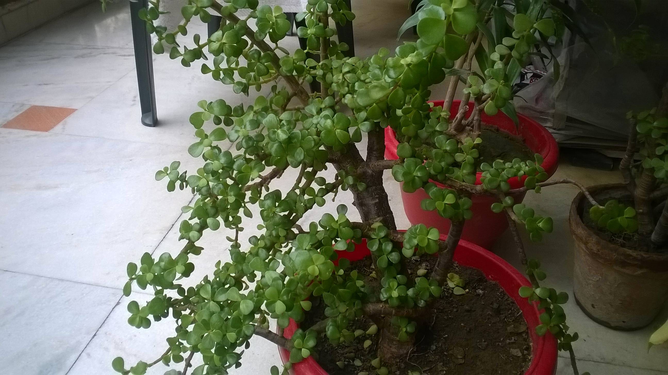 diagnosis Why is my Dwarf Jade plant dropping more than dozens of
