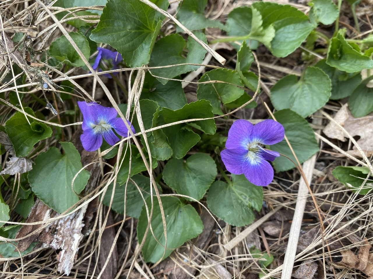 identification What is this small plant with broad leaves and 5 petal