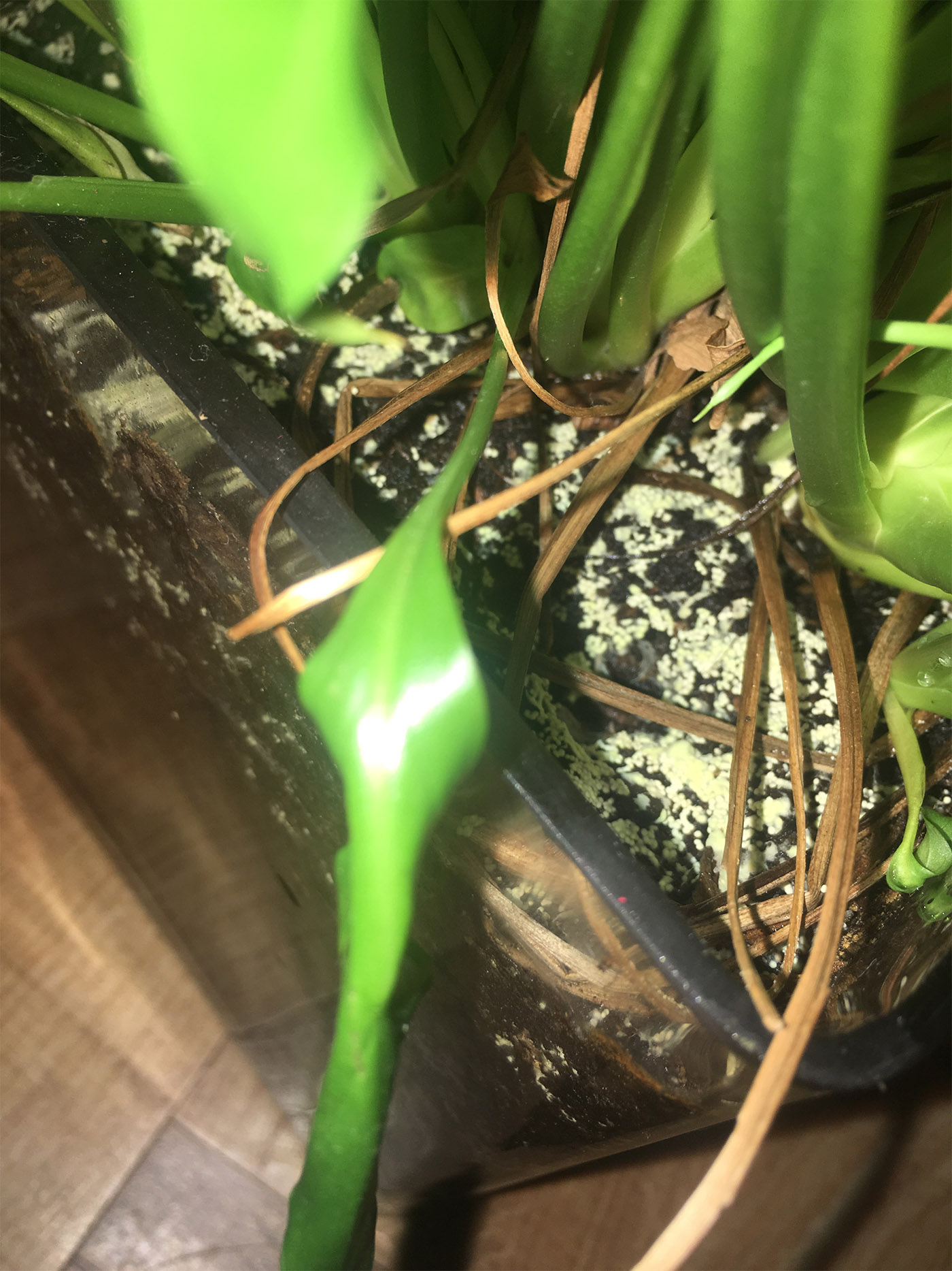 diagnosis Indoor Peace Lily soil suddenly covered in white spots