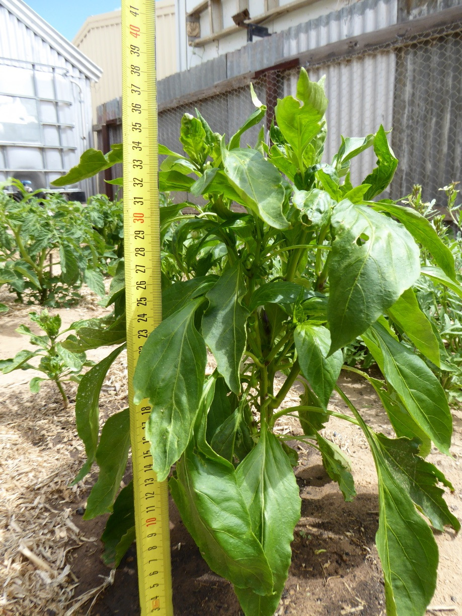 diagnosis What is causing curled and deformed capsicum and chilli