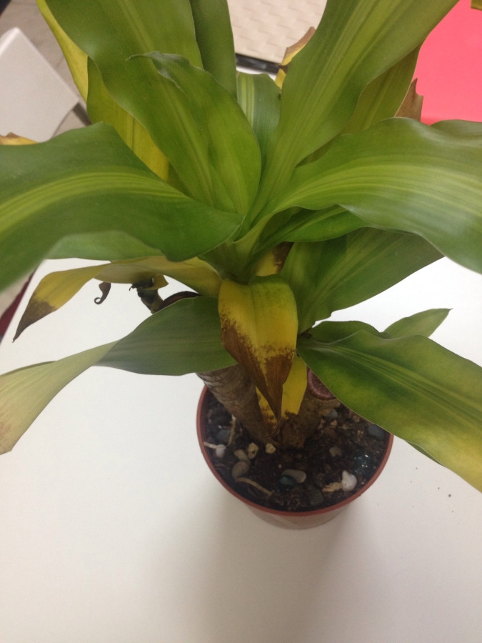 diagnosis Why are my Dracaena and ZZ leaves turning yellow