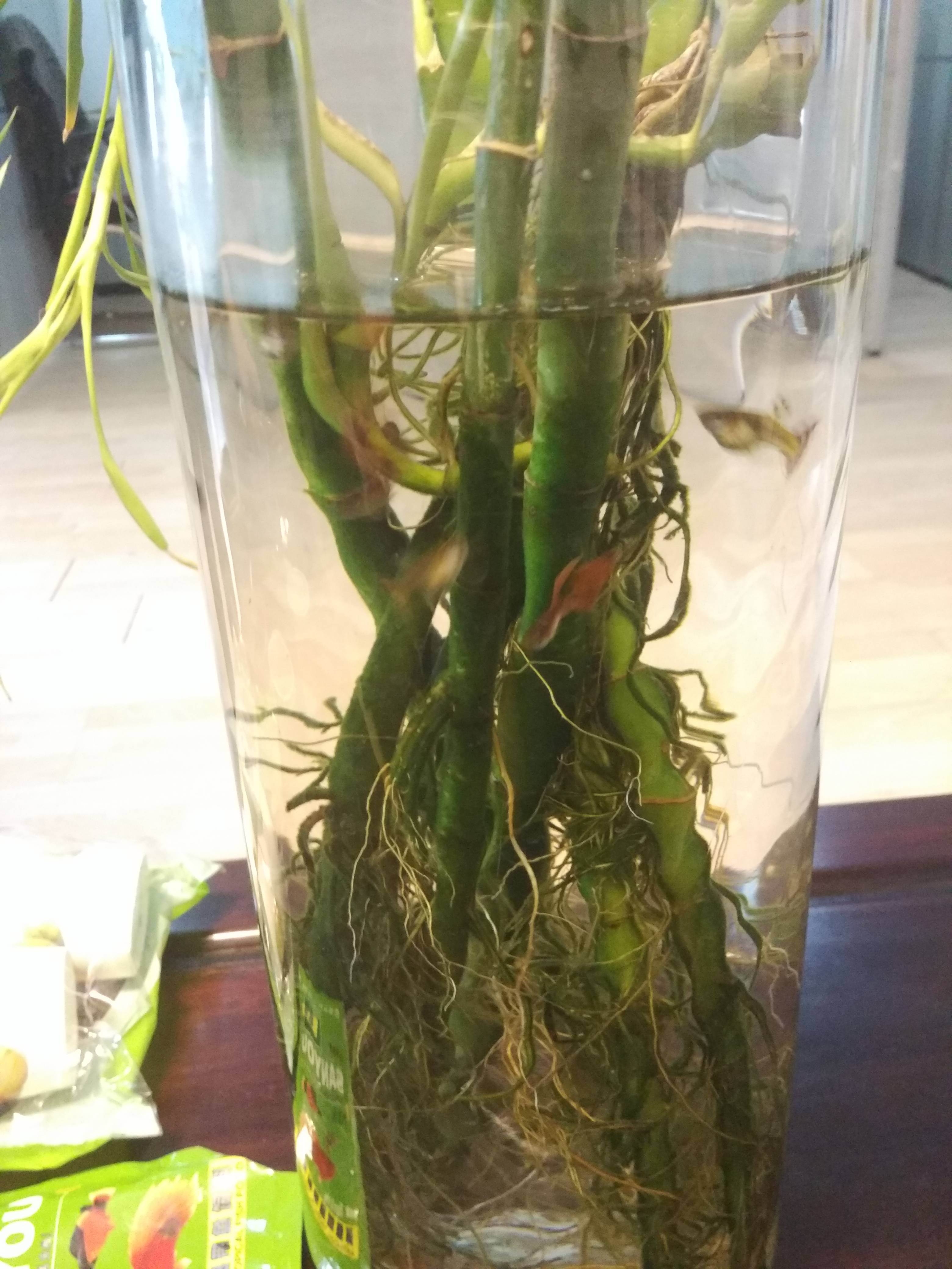 identification What is this green semiaquatic (semitropical) plant