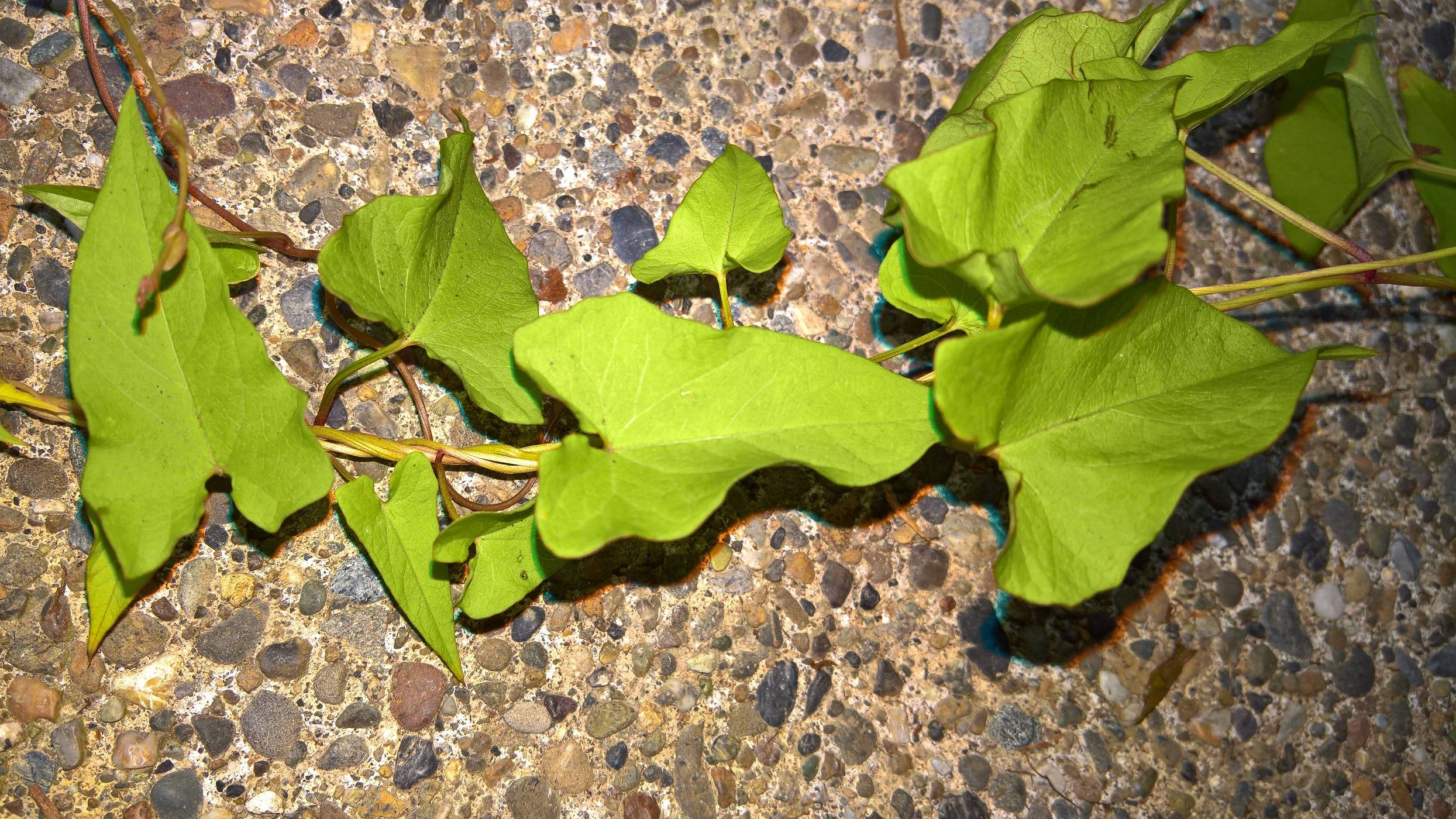 identification What's the vine that is wrapping around my plant and how can I get rid of it