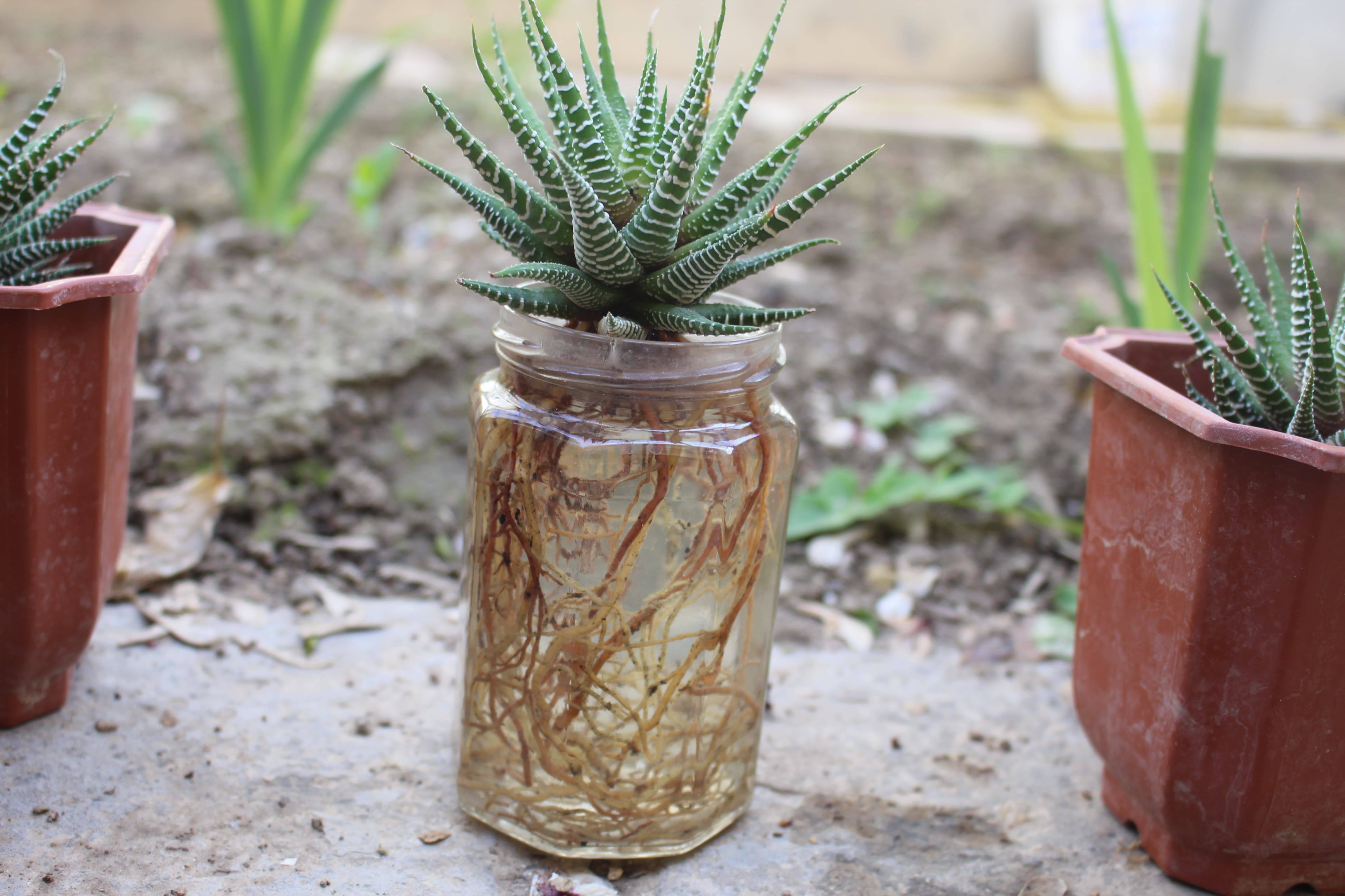 Succulent Zebra Plant Best Succulent Ideas