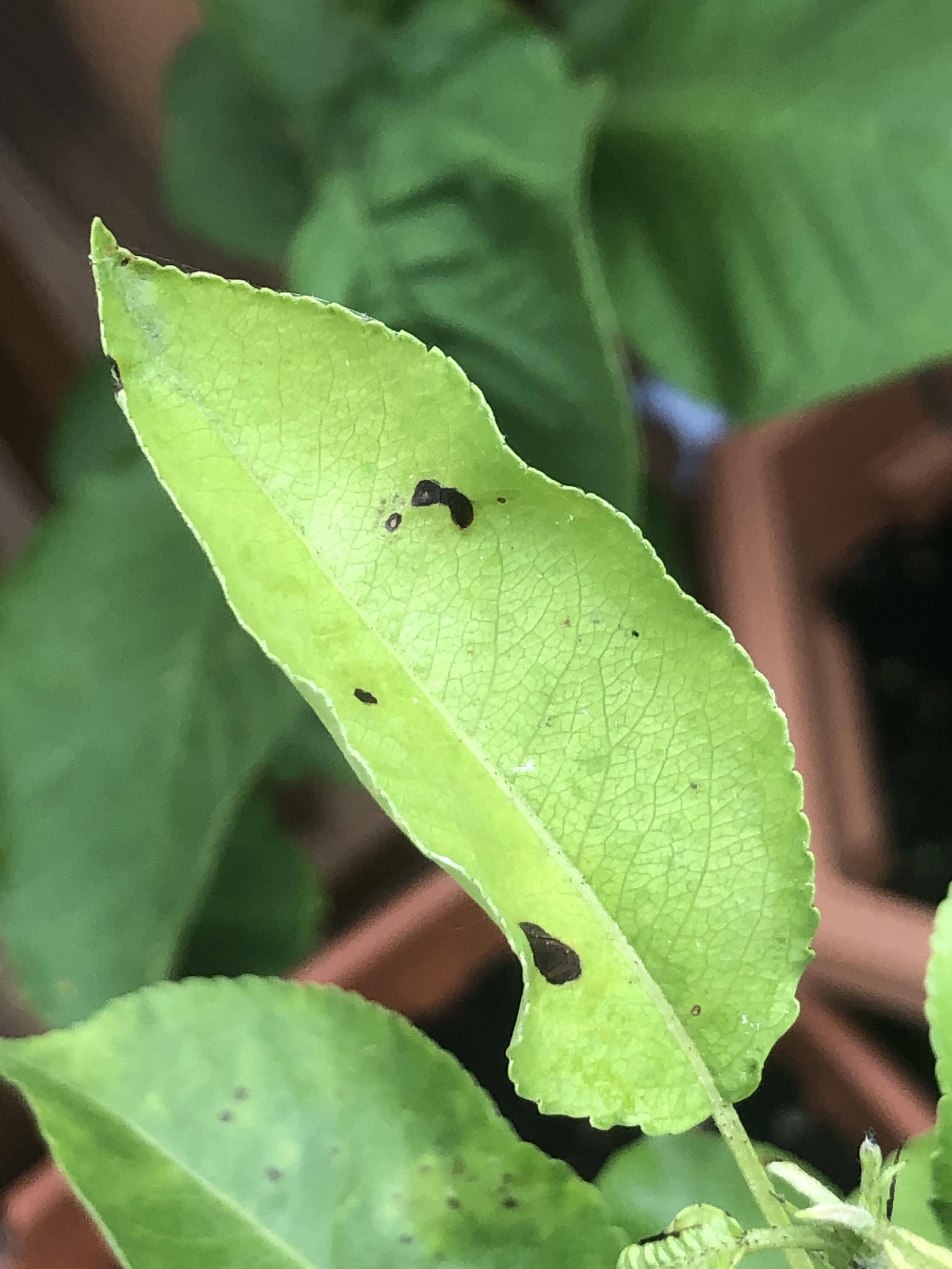 pear tree leaves black edges Lizabeth Luther